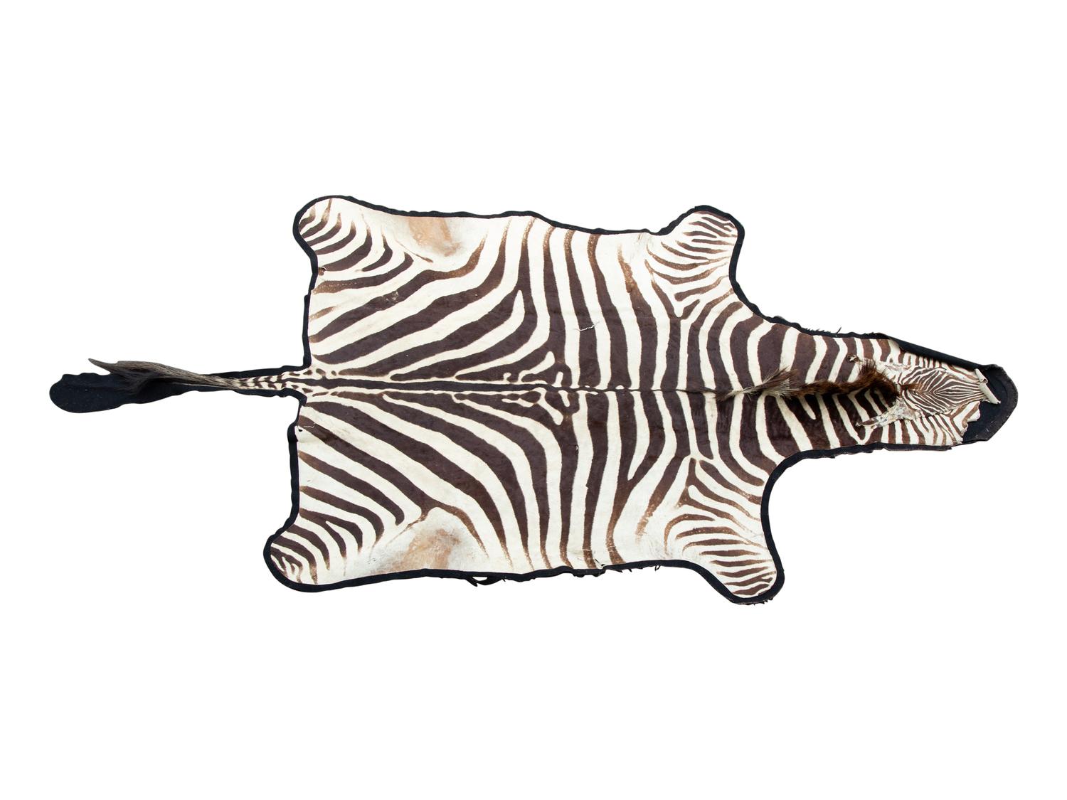 A Taxidermy Zebra Rug