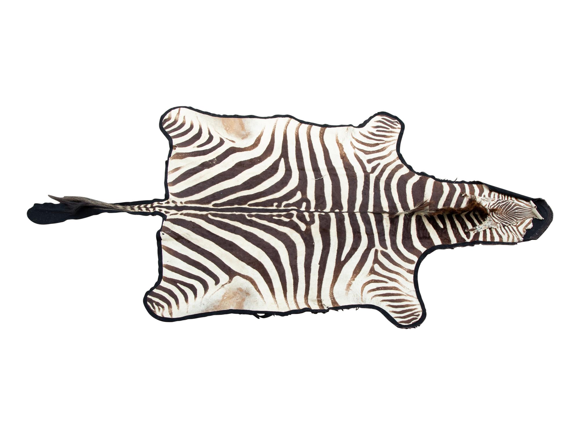 A Taxidermy Zebra Rug