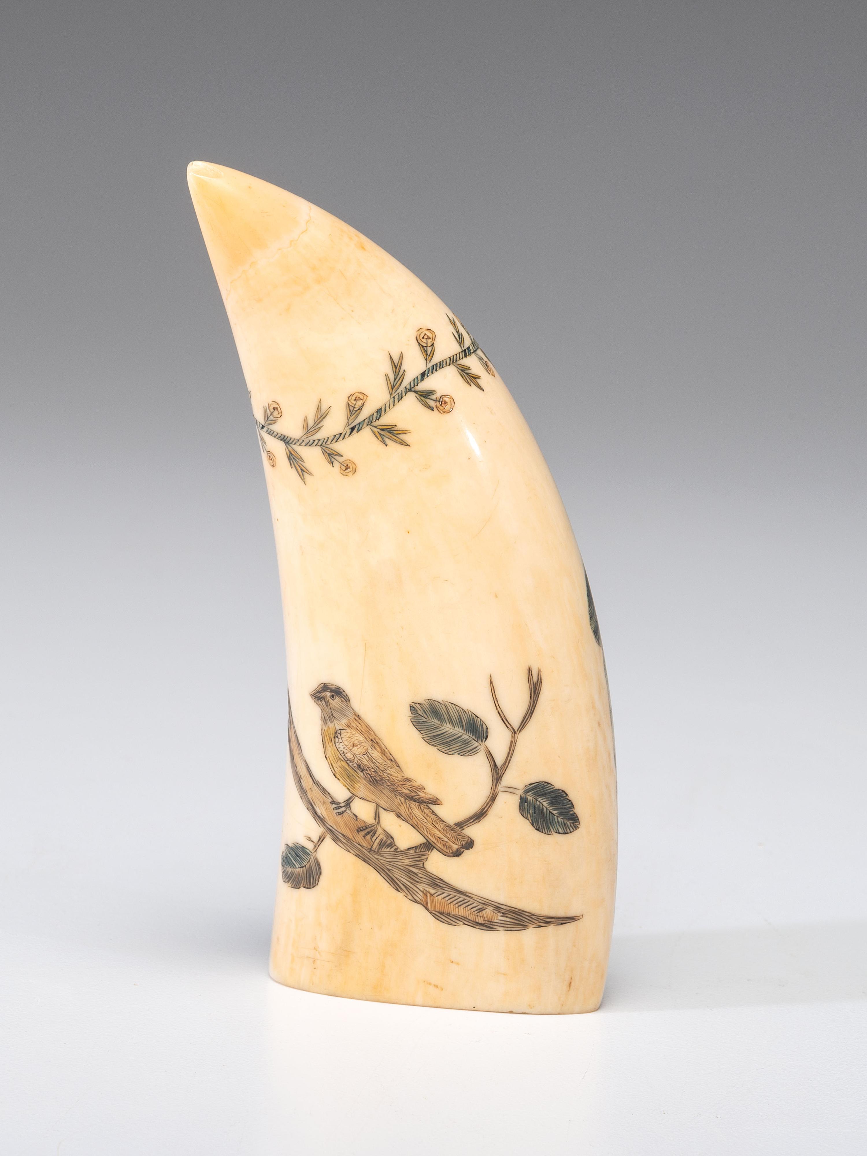 A Scrimshaw Sperm Whale's Tooth