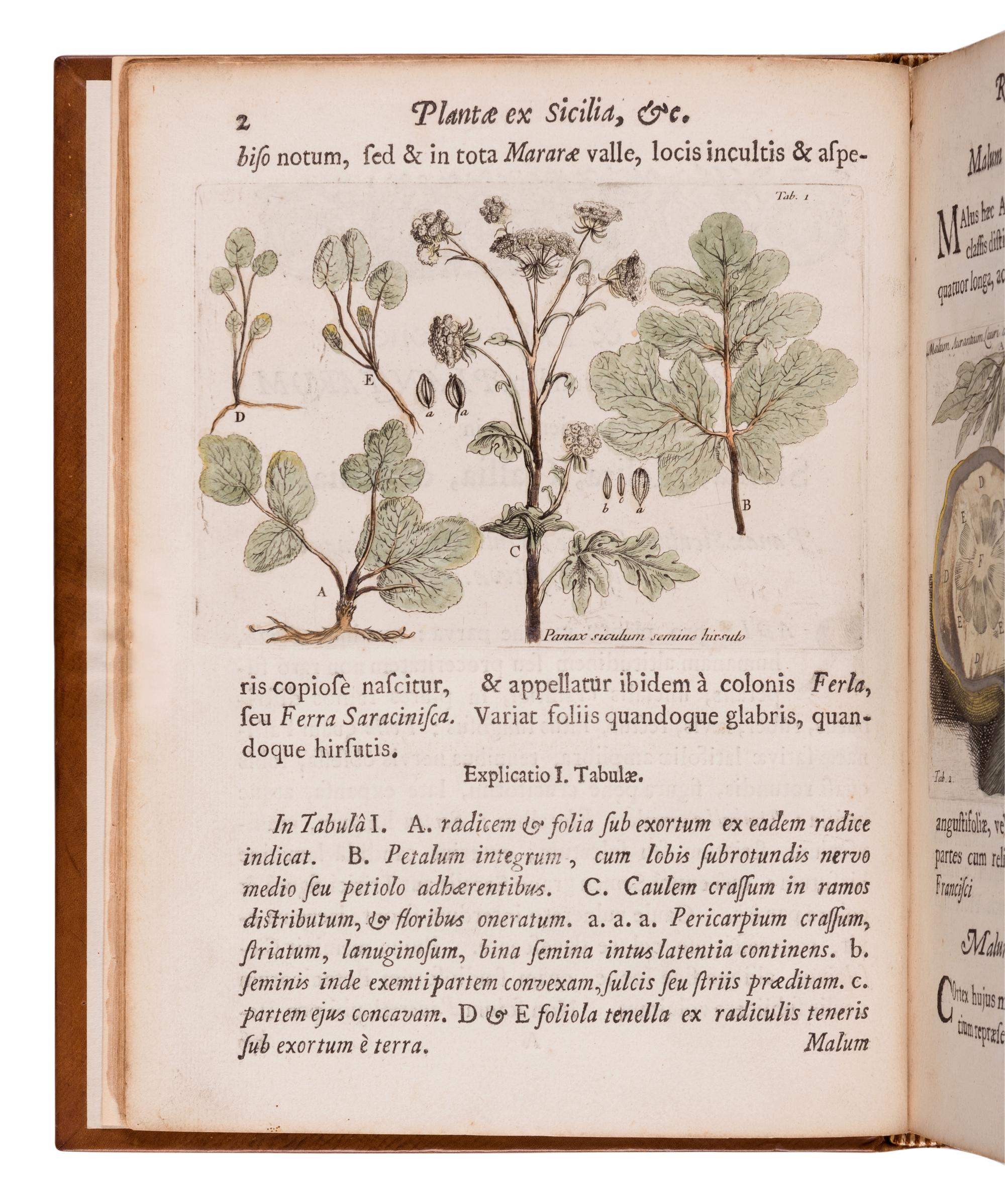 BOCCONE, Paolo (1633-1704). I cones & descriptiones rariorum plantarum Siciliae, Melitae, Galliae, & Italiae. Quarum unaquaeque proprio charactere signata, ab aliis eusdem classis facile distinguitur . Oxford: Theatro Sheldoniano and London: Robert Scott, 1674.