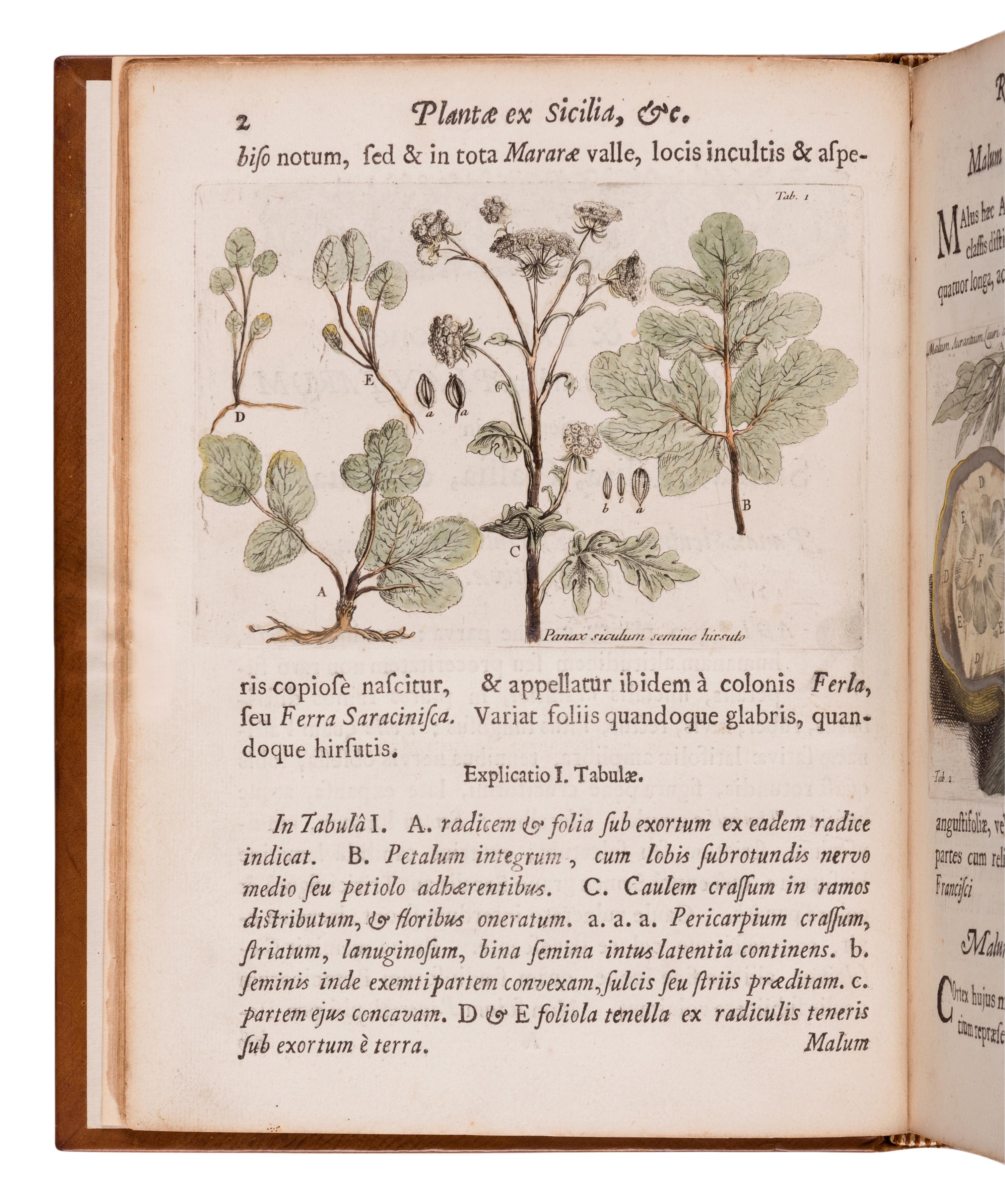 BOCCONE, Paolo (1633-1704). I cones & descriptiones rariorum plantarum Siciliae, Melitae, Galliae, & Italiae. Quarum unaquaeque proprio charactere signata, ab aliis eusdem classis facile distinguitur . Oxford: Theatro Sheldoniano and London: Robert Scott, 1674.