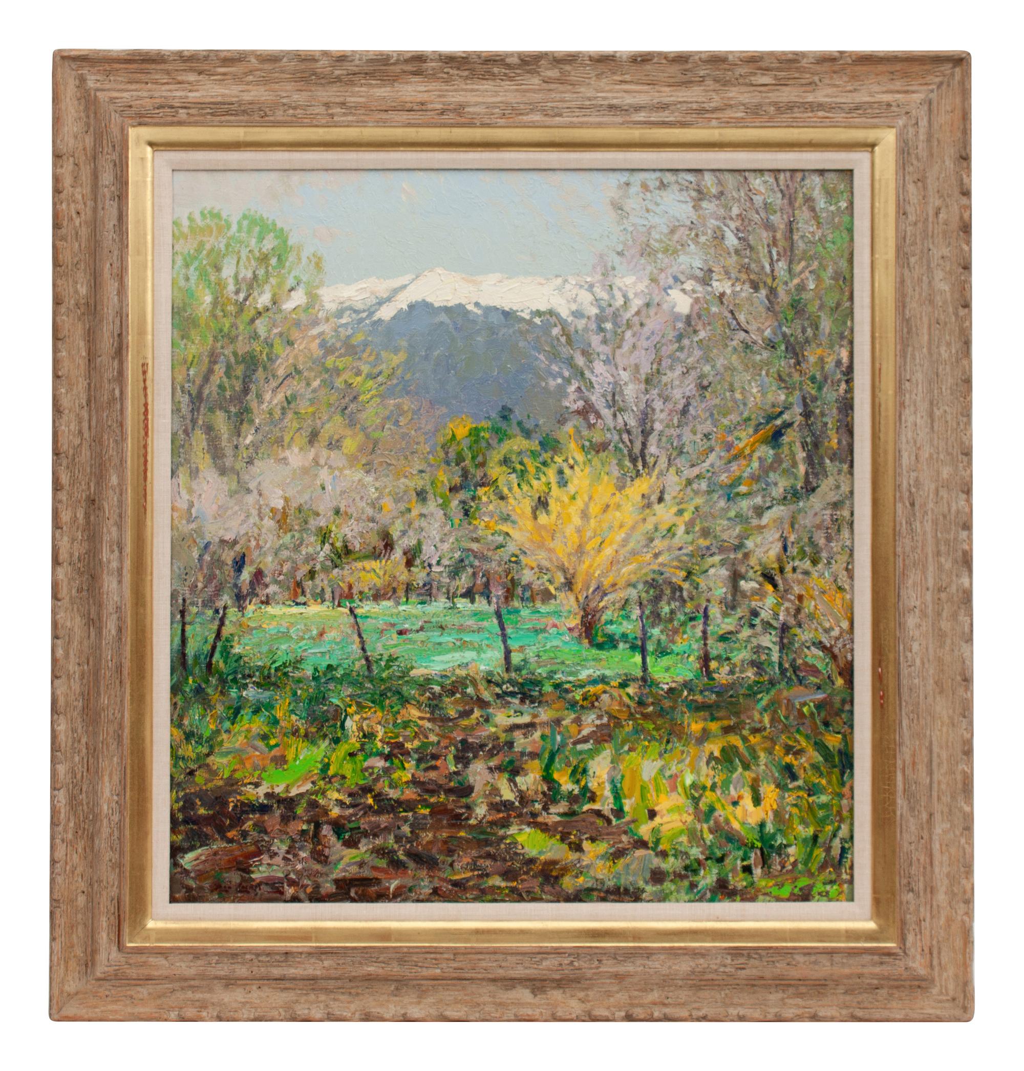 Forsythia at Velarde