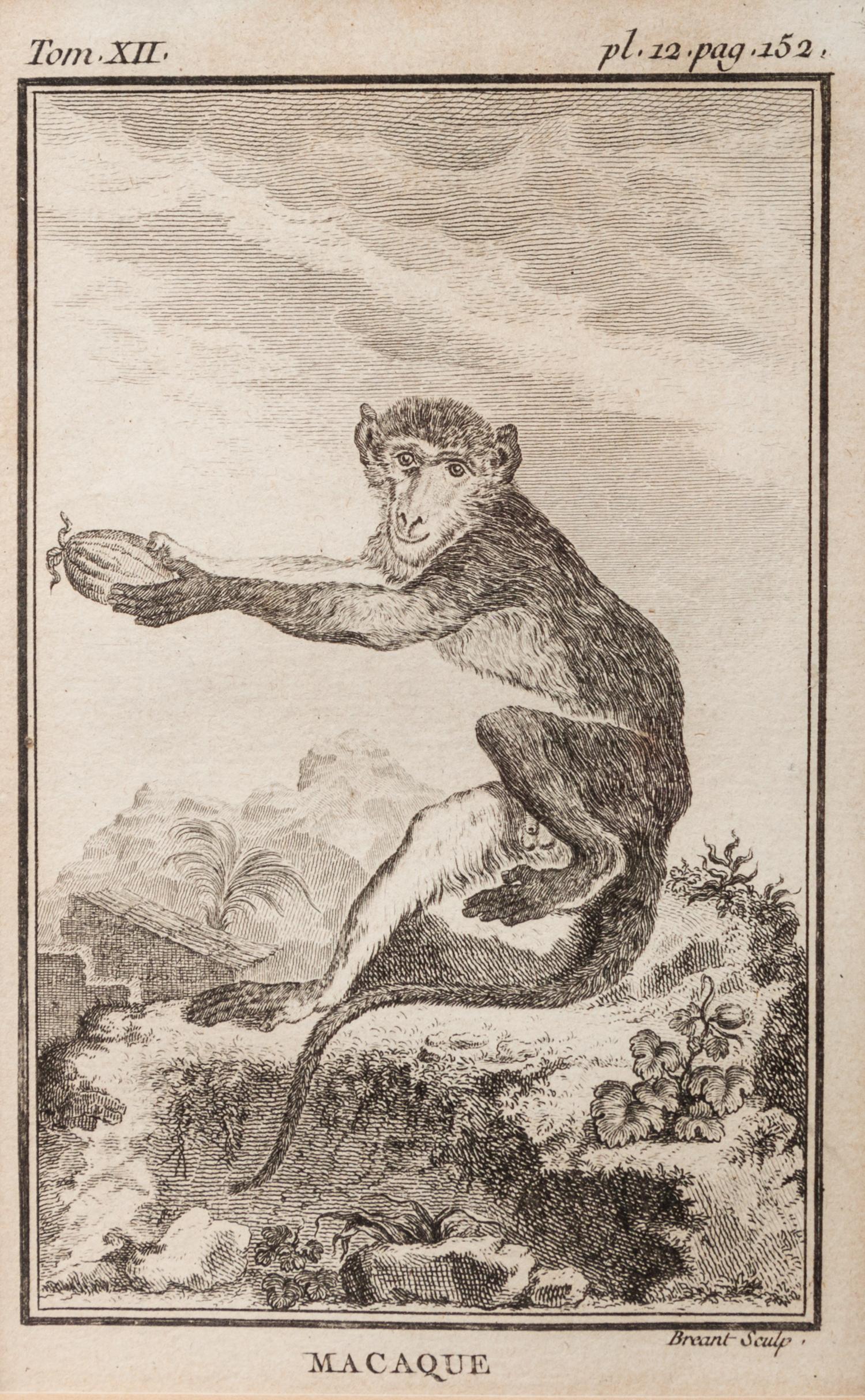 A Group of Four French Plates Depicting Copper Engravings of Primates 6 x 4 inches. — 20TH CENTURY