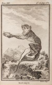 A Group of Four French Plates Depicting Copper Engravings of Primates 6 x 4 inches. — 20TH CENTURY