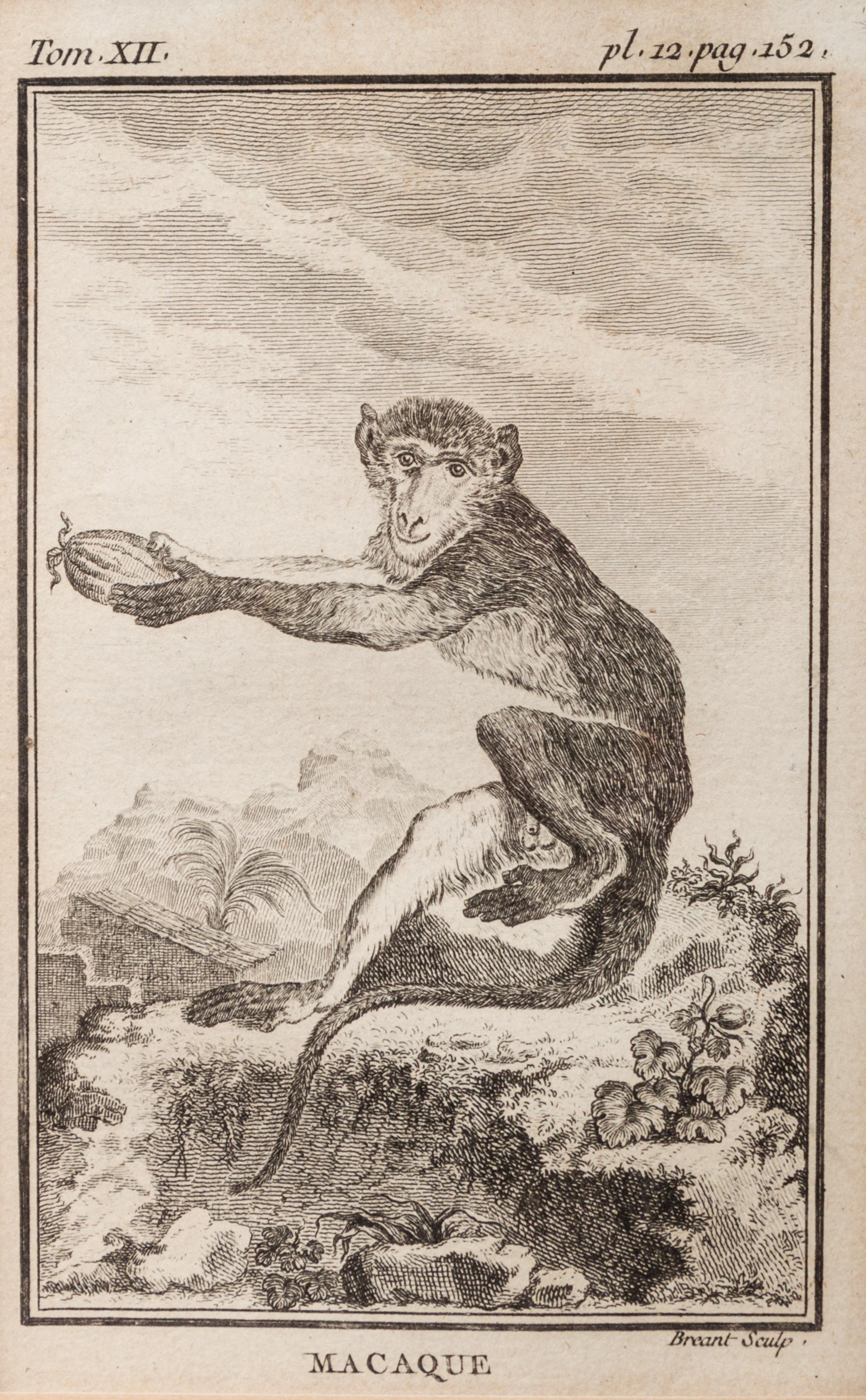 A Group of Four French Plates Depicting Copper Engravings of Primates 6 x 4 inches. — 20TH CENTURY