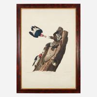 [Prints] Audubon, John James Red headed Woodpecker