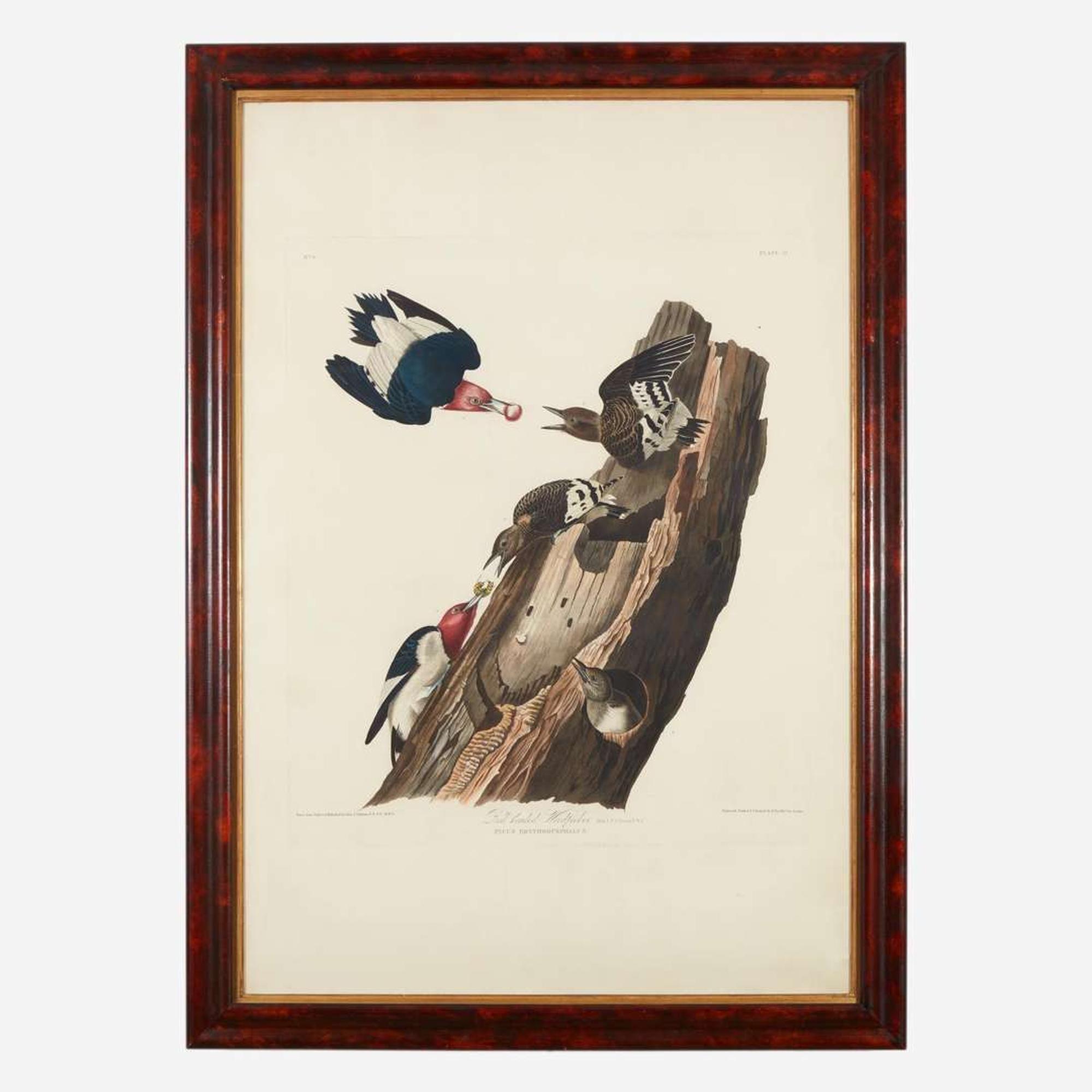 [Prints] Audubon, John James Red headed Woodpecker