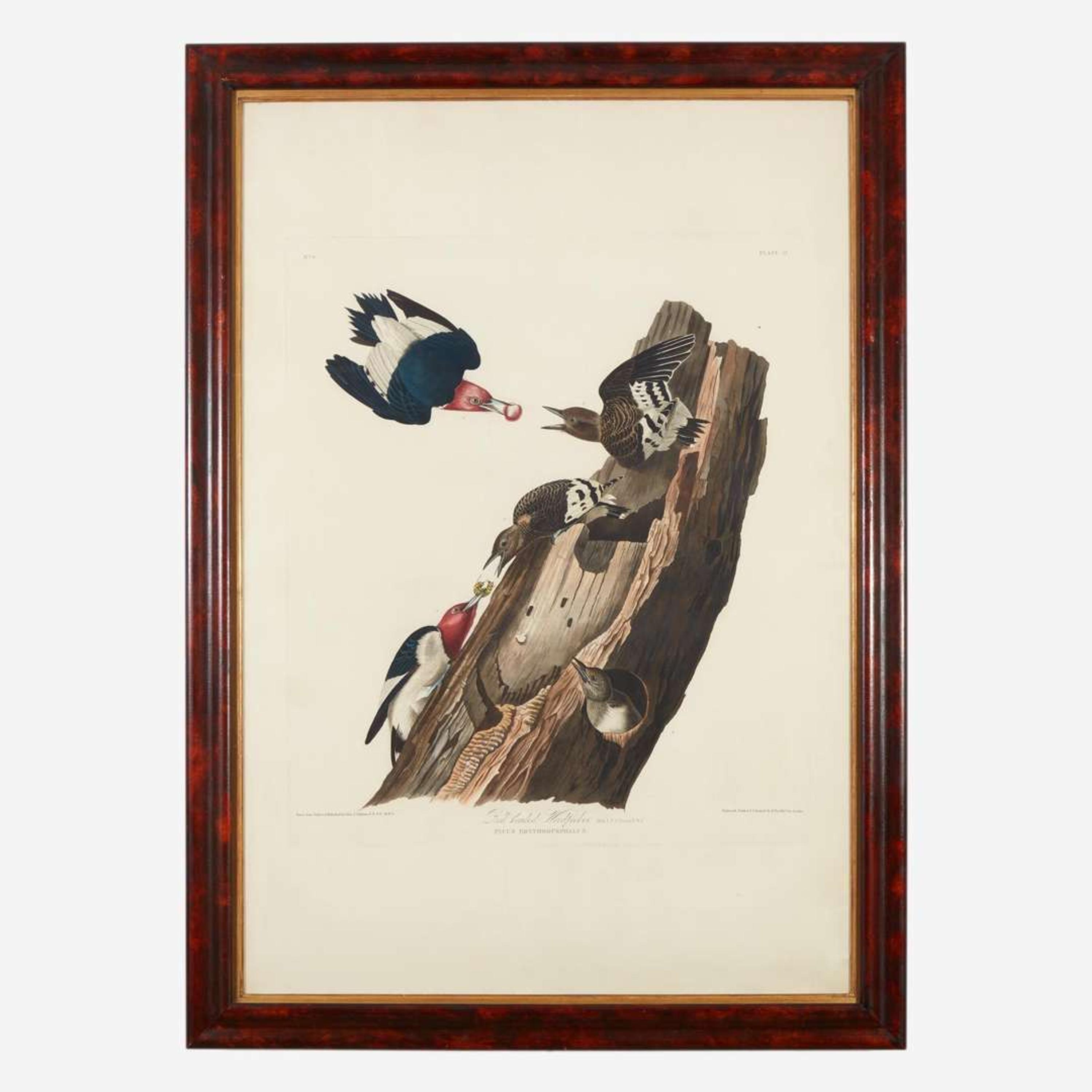 [Prints] Audubon, John James Red headed Woodpecker