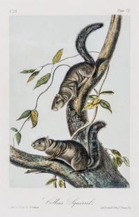 (AUDUBON, JOHN JAMES, after) BOWEN, J.T. Group of three octavo prints from The Quadrupeds or North America, c. 1850.
