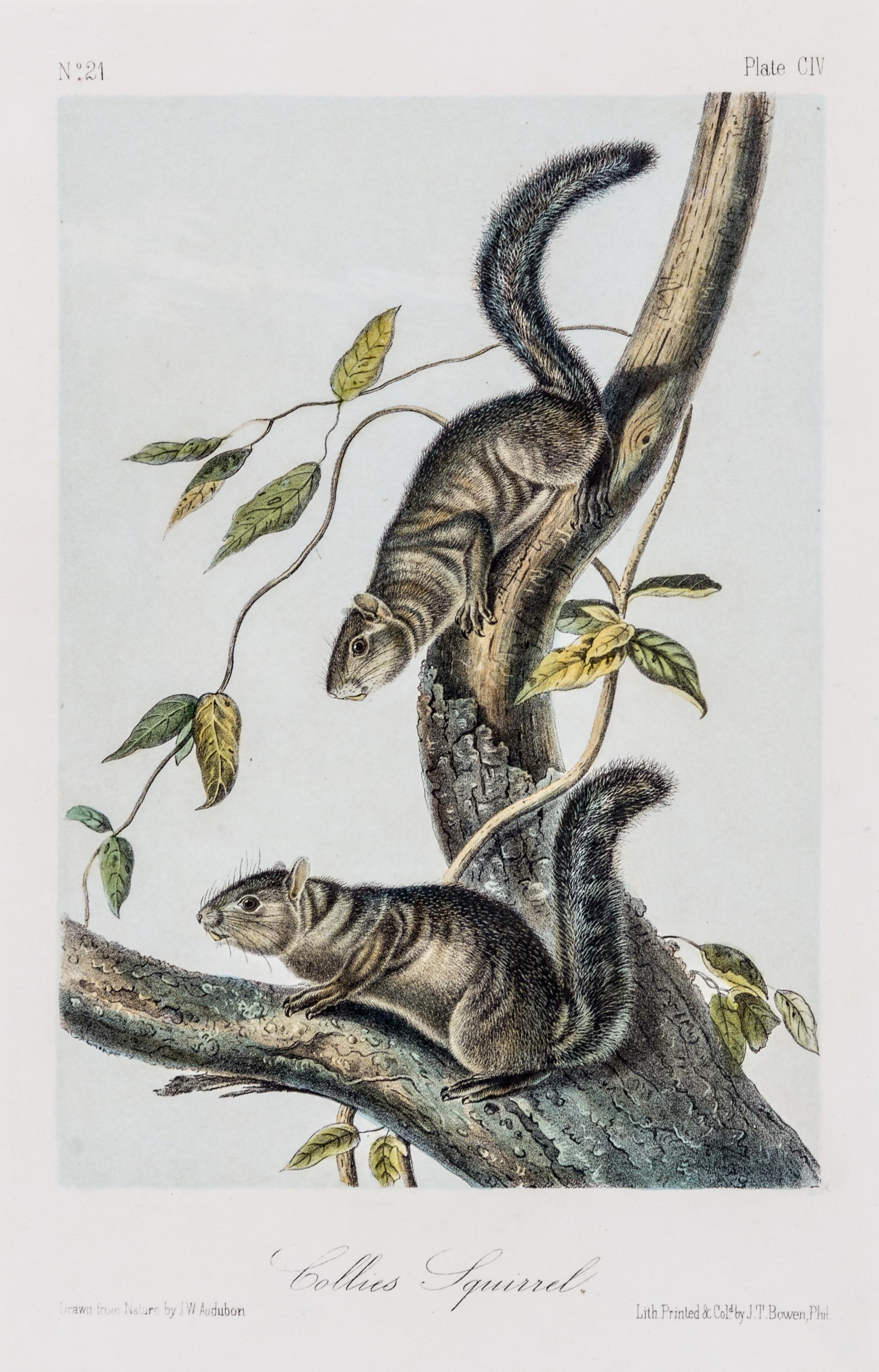 (AUDUBON, JOHN JAMES, after) BOWEN, J.T. Group of three octavo prints from The Quadrupeds or North America, c. 1850.