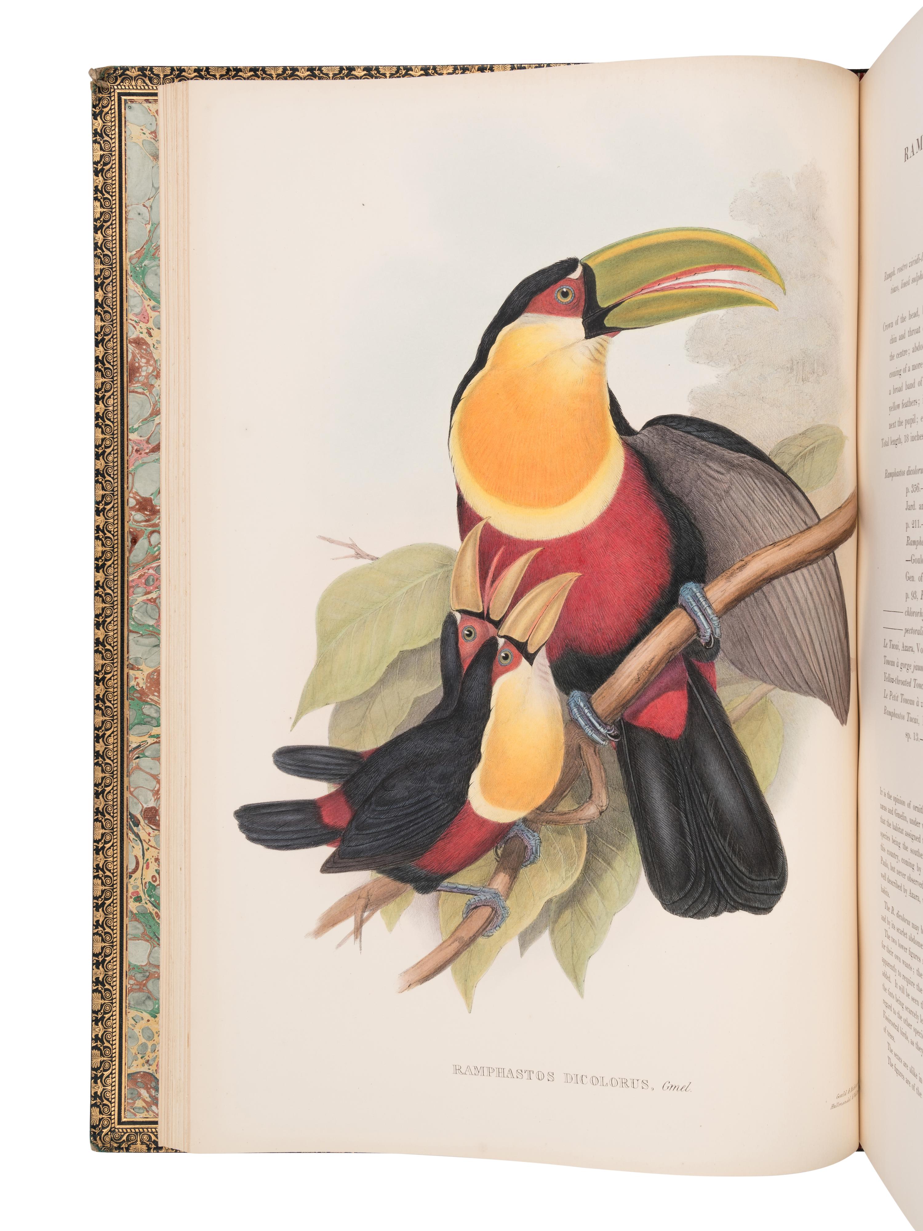 [NATURAL HISTORY]. GOULD, John (1804-1881). A Monograph of the Ramphastidae, or Family of Toucans . London: Taylor and Francis for the Author, [1852-] 1854.