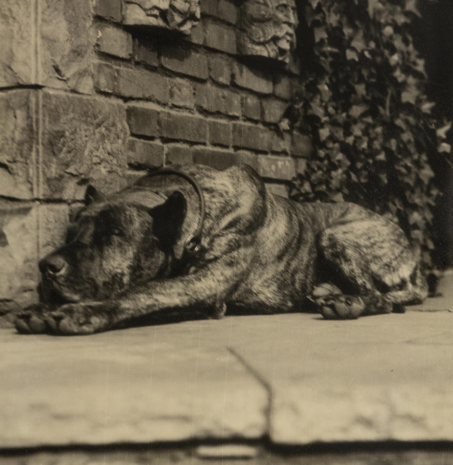 Margaret Bourke-White (1904-1971) Sleeping Dog, Italy, c. 1930