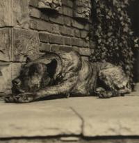 Margaret Bourke-White (1904-1971) Sleeping Dog, Italy, c. 1930