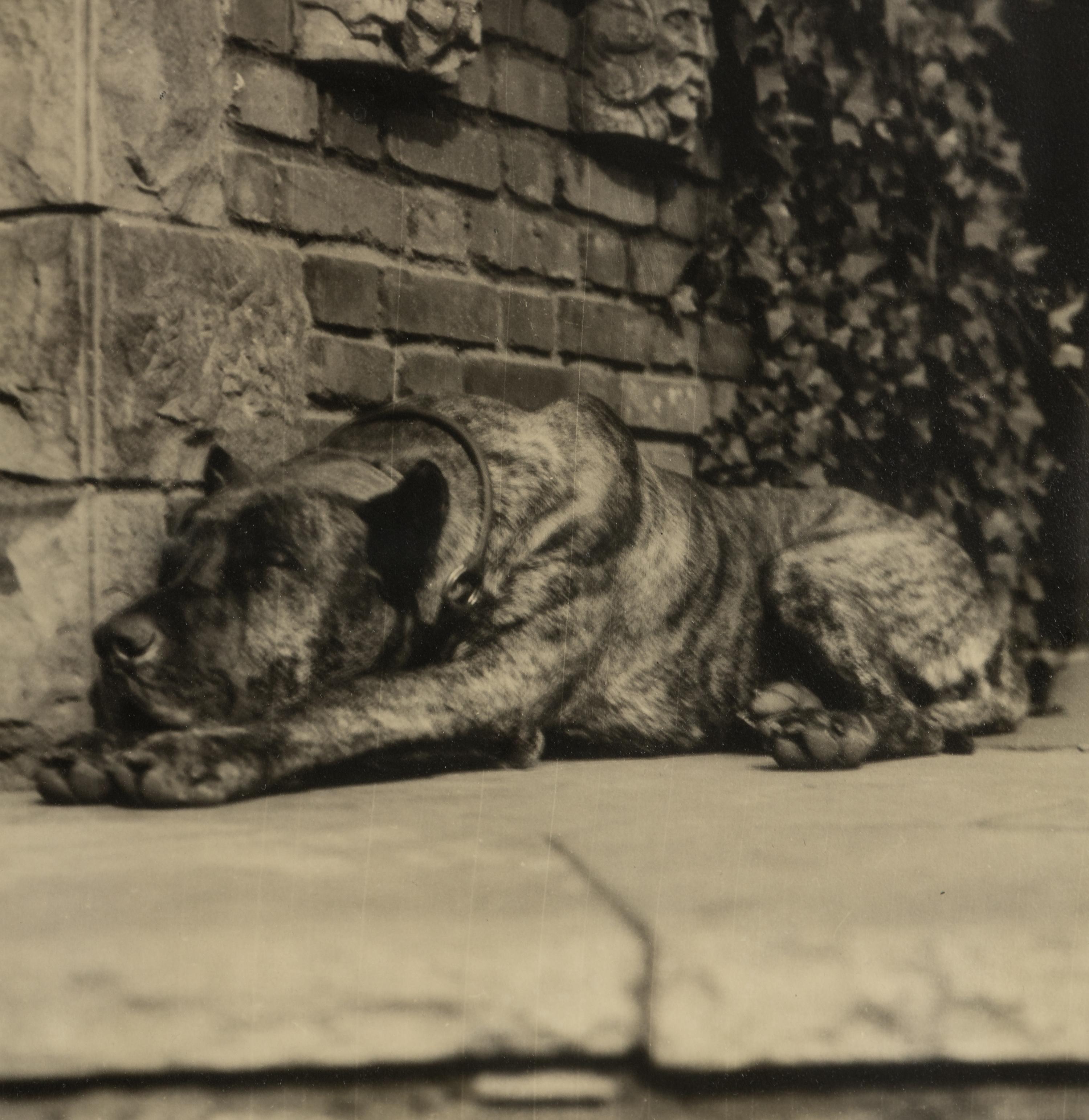 Margaret Bourke-White (1904-1971) Sleeping Dog, Italy, c. 1930
