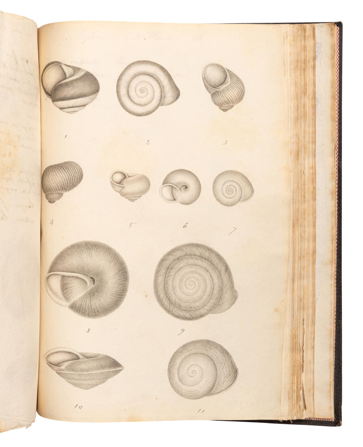 [MANUSCRIPTS—CONCHOLOGY]. TERVER, Ange Paulin (1798-1875). 2 manuscript notebooks containing a profusion of fine and accurate drawings of mollusks. [Lyons, ca 1830-1840].
