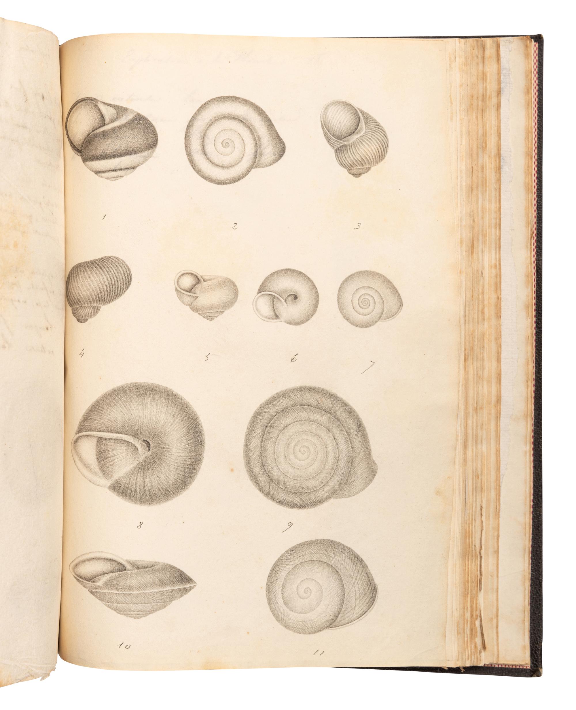 [MANUSCRIPTS—CONCHOLOGY]. TERVER, Ange Paulin (1798-1875). 2 manuscript notebooks containing a profusion of fine and accurate drawings of mollusks. [Lyons, ca 1830-1840].