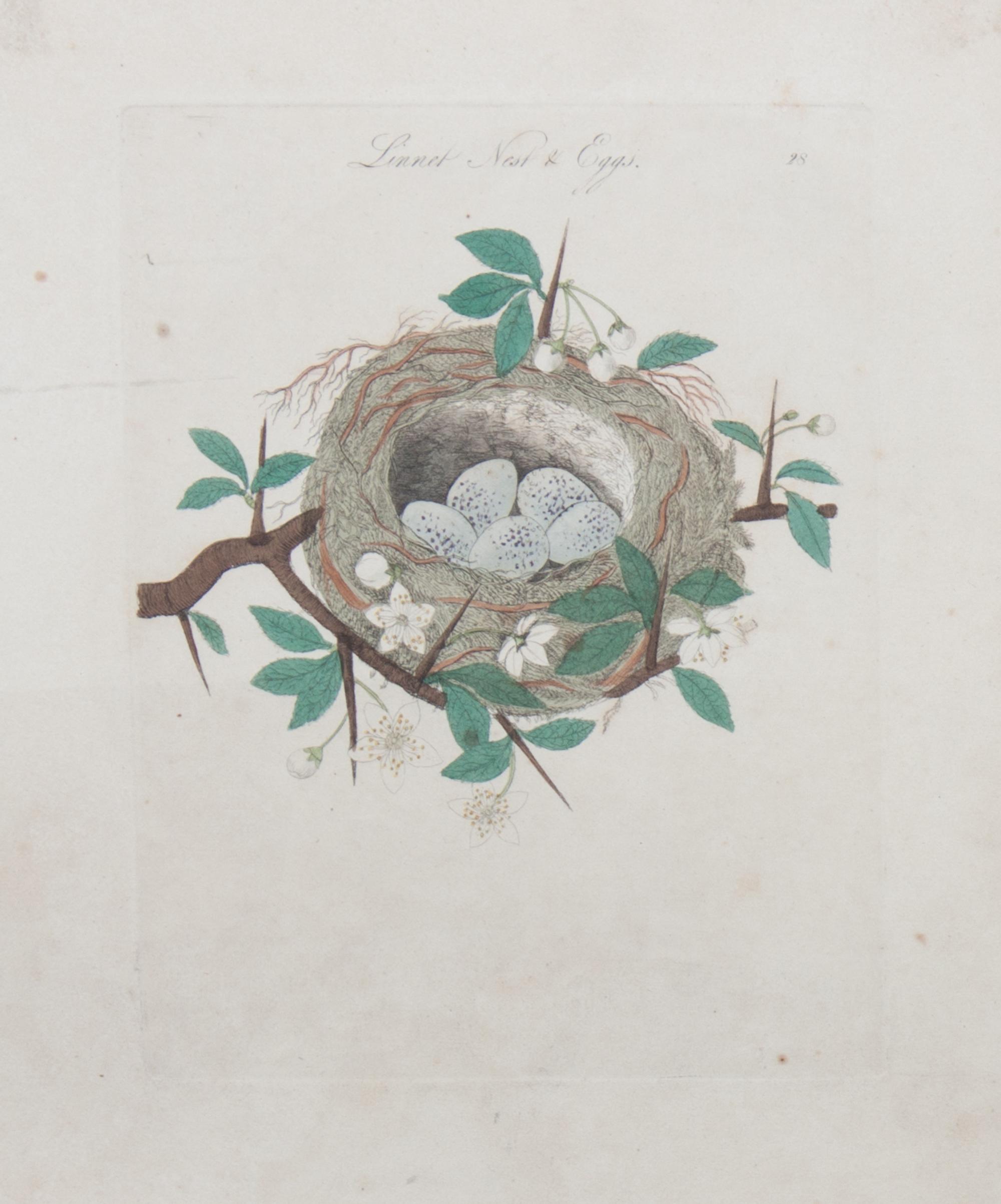 Two Handcolored Botanical Engravings Each 7 3/4 x 6 inches.