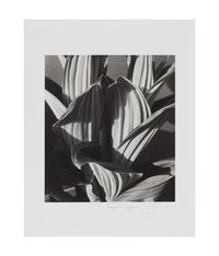 CUNNINGHAM, Imogen (1883-1976). Imogen! Imogen Cunningham Photographs 1910-1973. Seattle and London: Published for the Henry Art Gallery by the University of Washington Press, 1974.