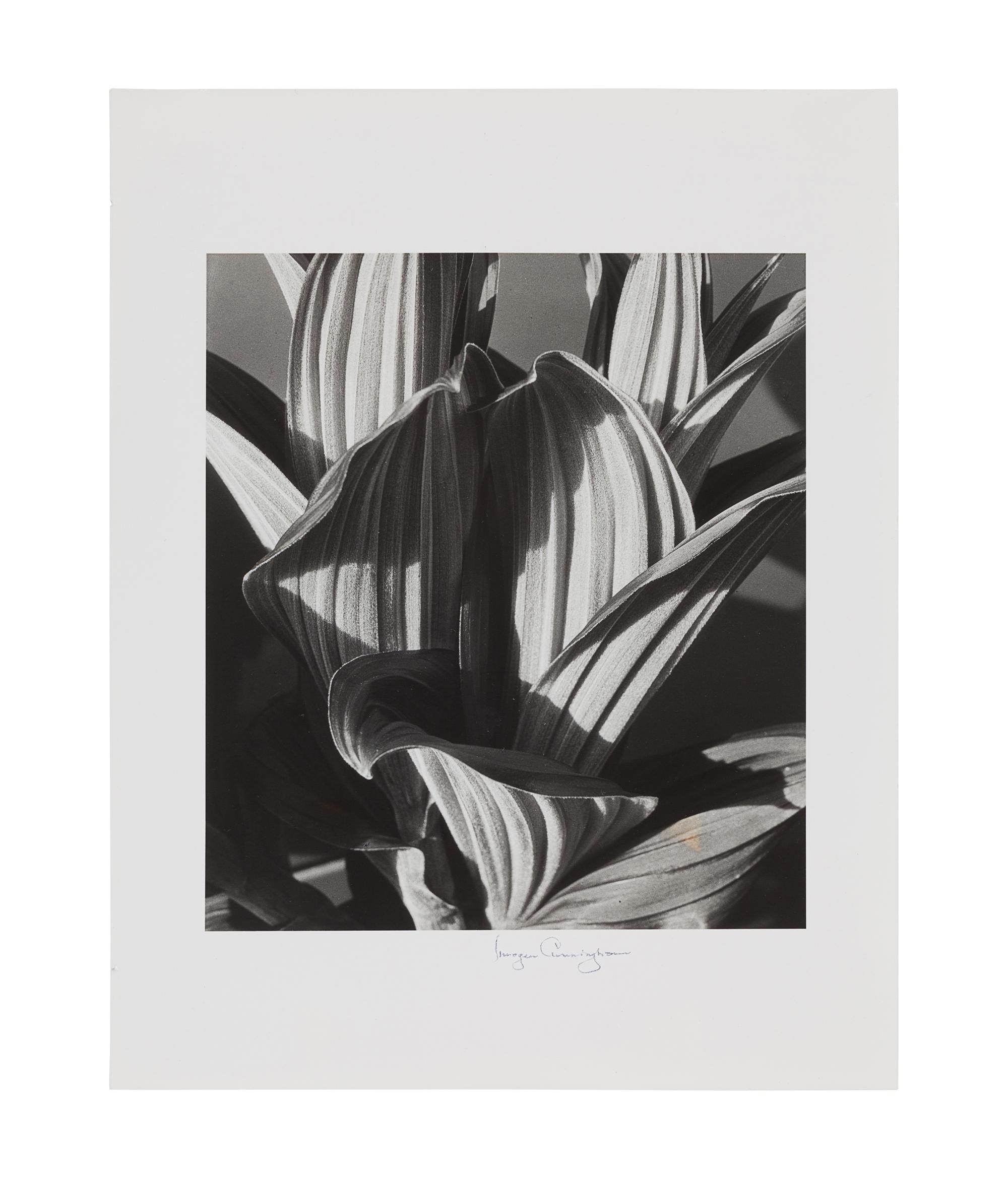 CUNNINGHAM, Imogen (1883-1976). Imogen! Imogen Cunningham Photographs 1910-1973. Seattle and London: Published for the Henry Art Gallery by the University of Washington Press, 1974.