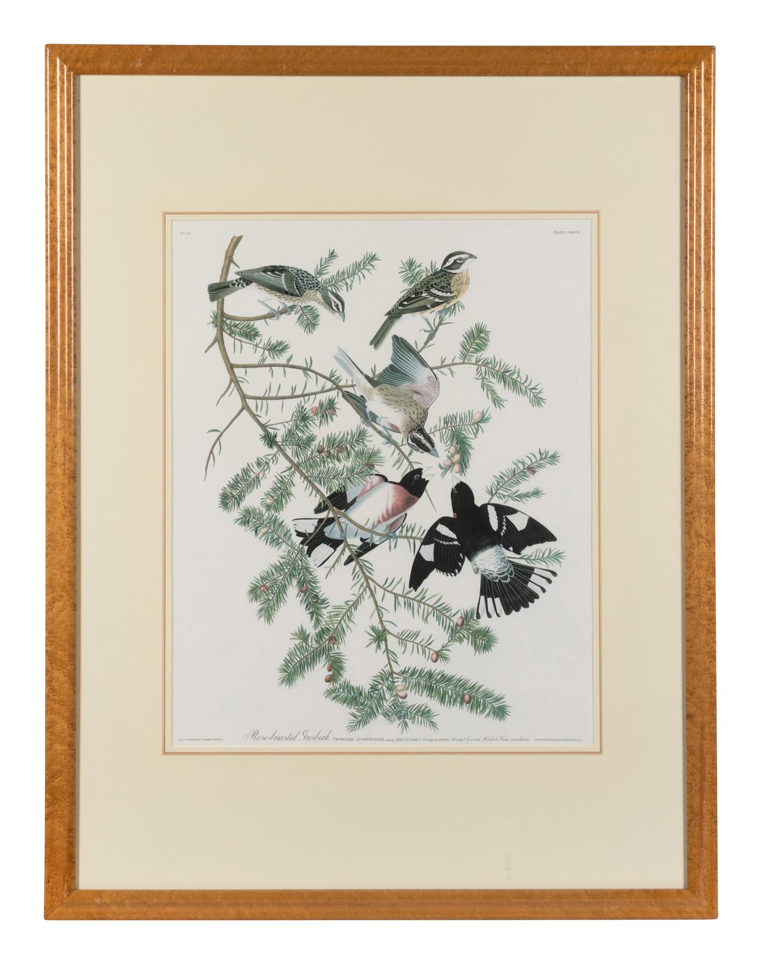 [After Audubon]. Rose-breasted Grosback.