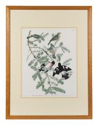 [After Audubon]. Rose-breasted Grosback.