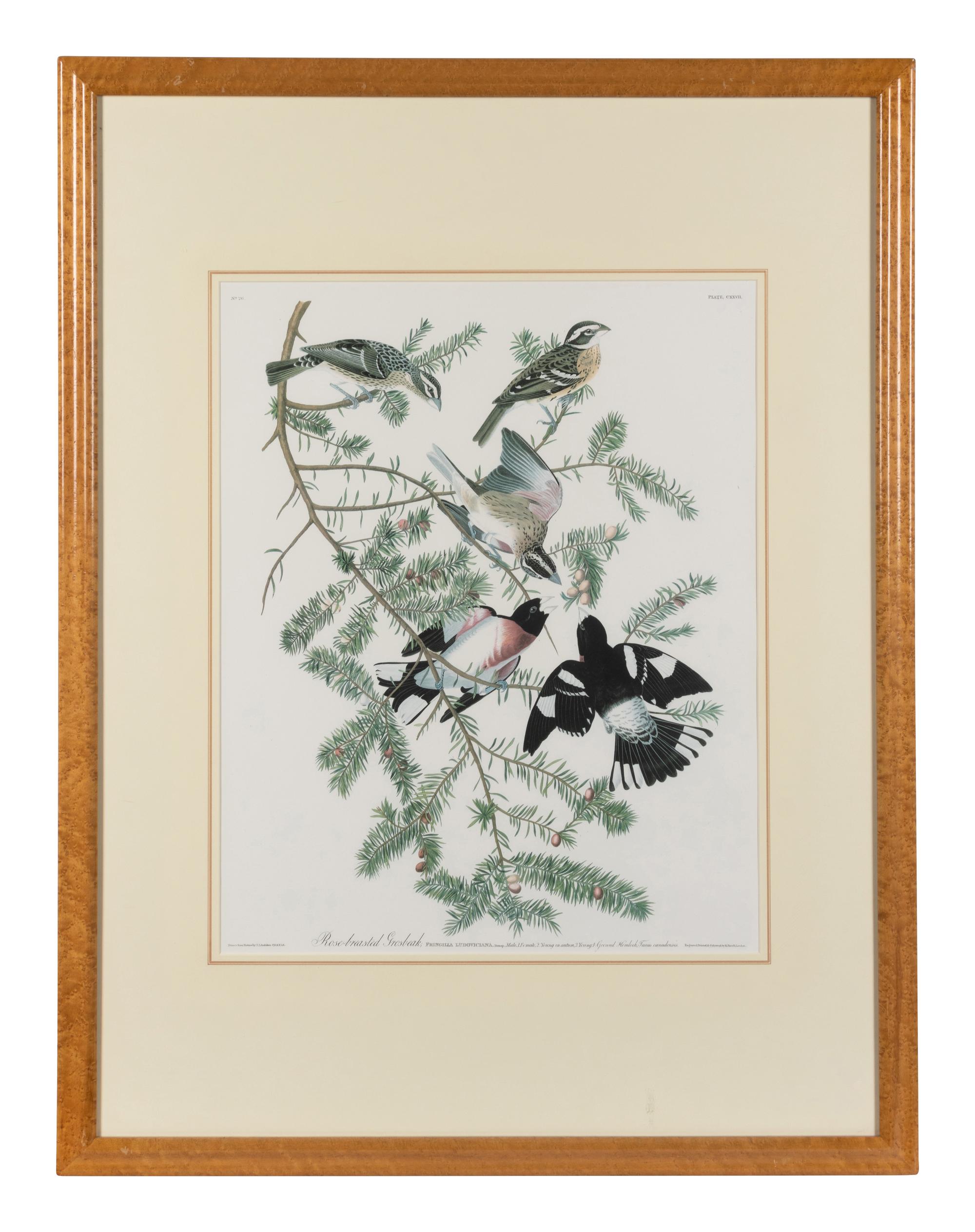 [After Audubon]. Rose-breasted Grosback.