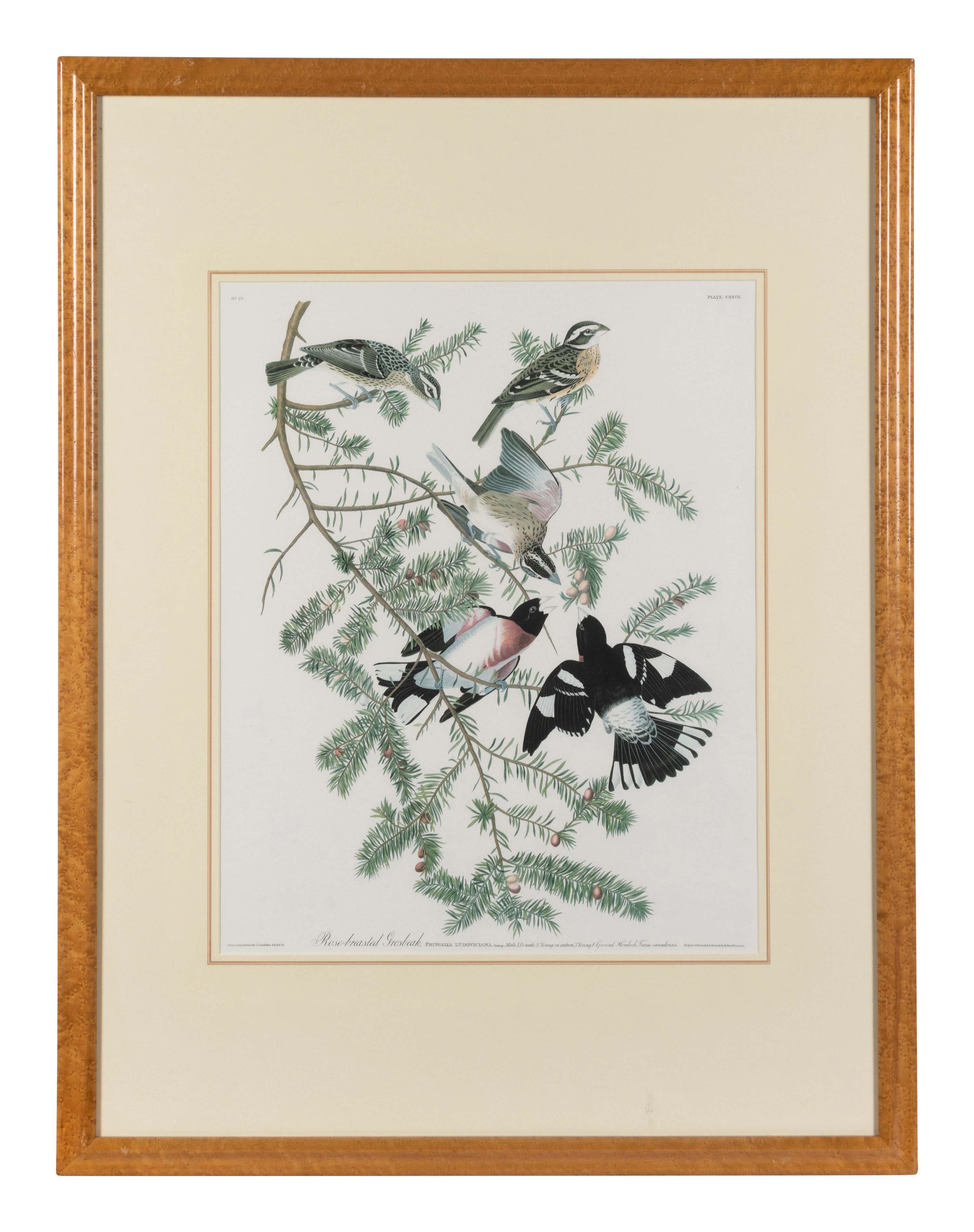 [After Audubon]. Rose-breasted Grosback.