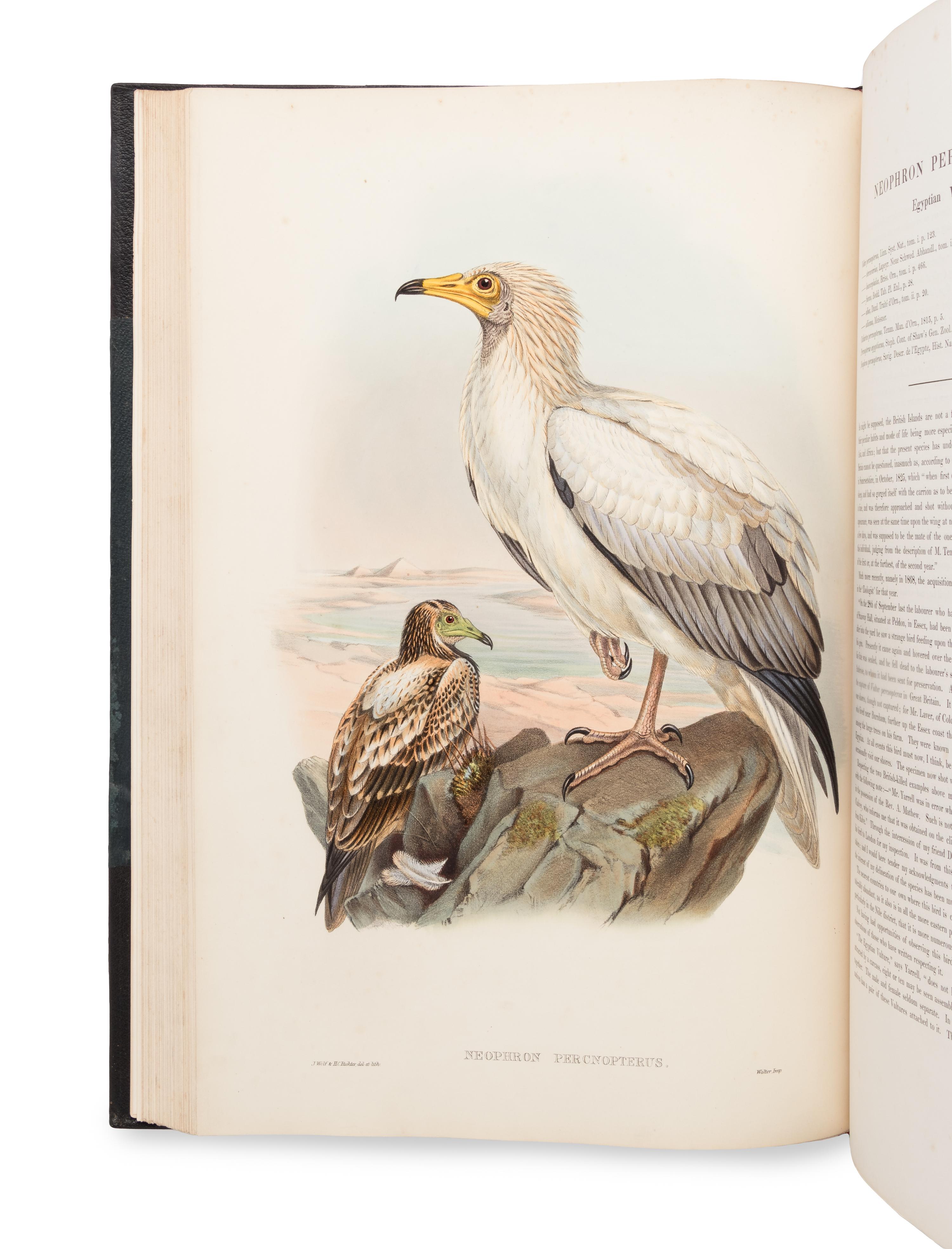 [NATURAL HISTORY]. GOULD, John (1804-1881). The Birds of Great Britain . London: Taylor and Francis, [1862-] 1873.