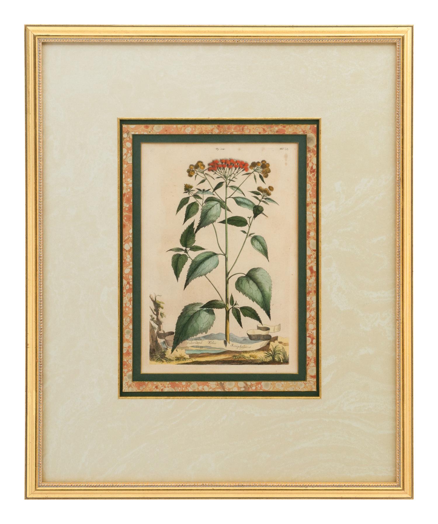 A Collection of Ten Abraham Munting Botanical Engravings from Naauwkeurige Beschryving Der Aardgewassen (1696)