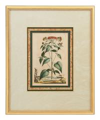 A Collection of Ten Abraham Munting Botanical Engravings from Naauwkeurige Beschryving Der Aardgewassen (1696)