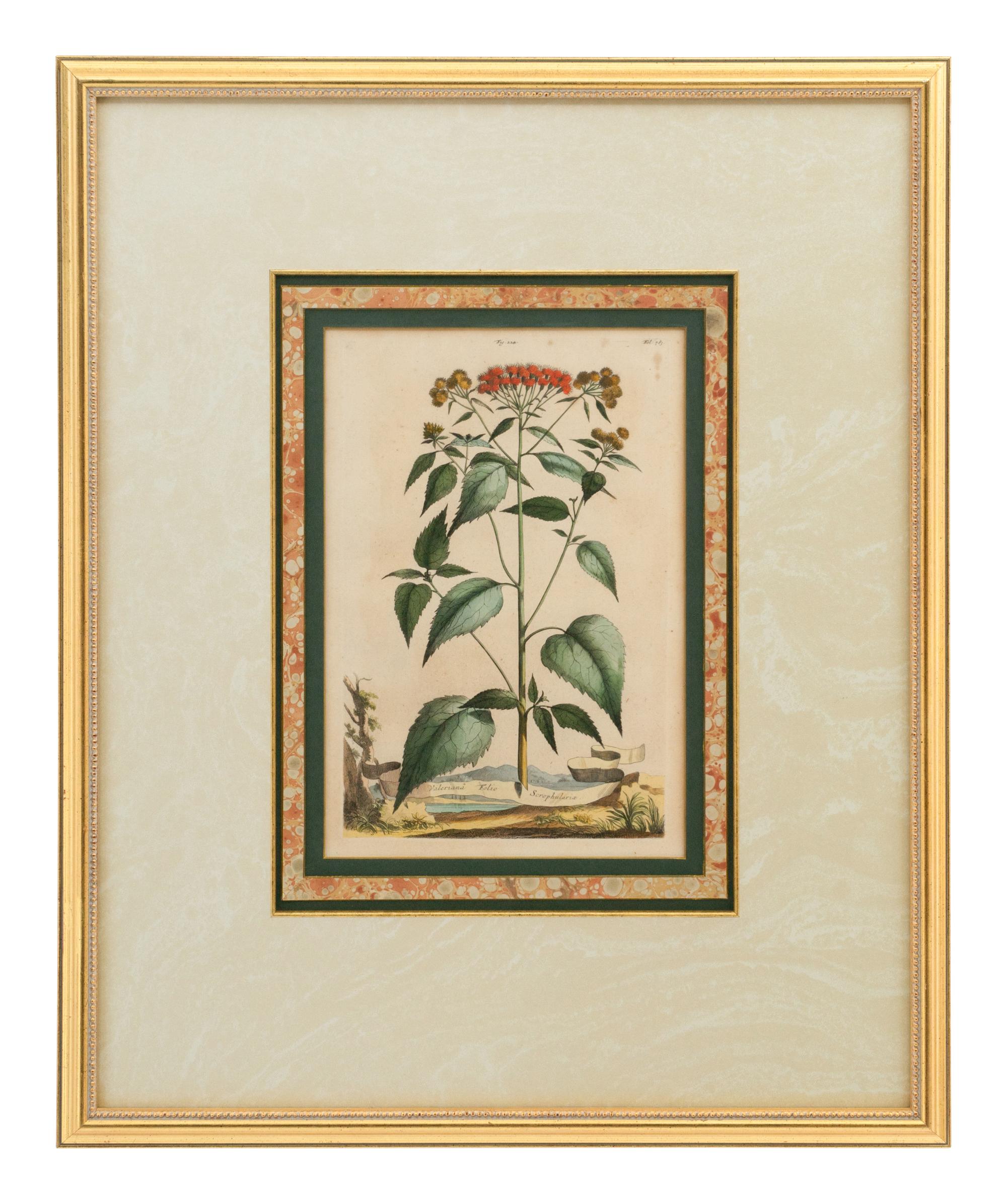A Collection of Ten Abraham Munting Botanical Engravings from Naauwkeurige Beschryving Der Aardgewassen (1696)