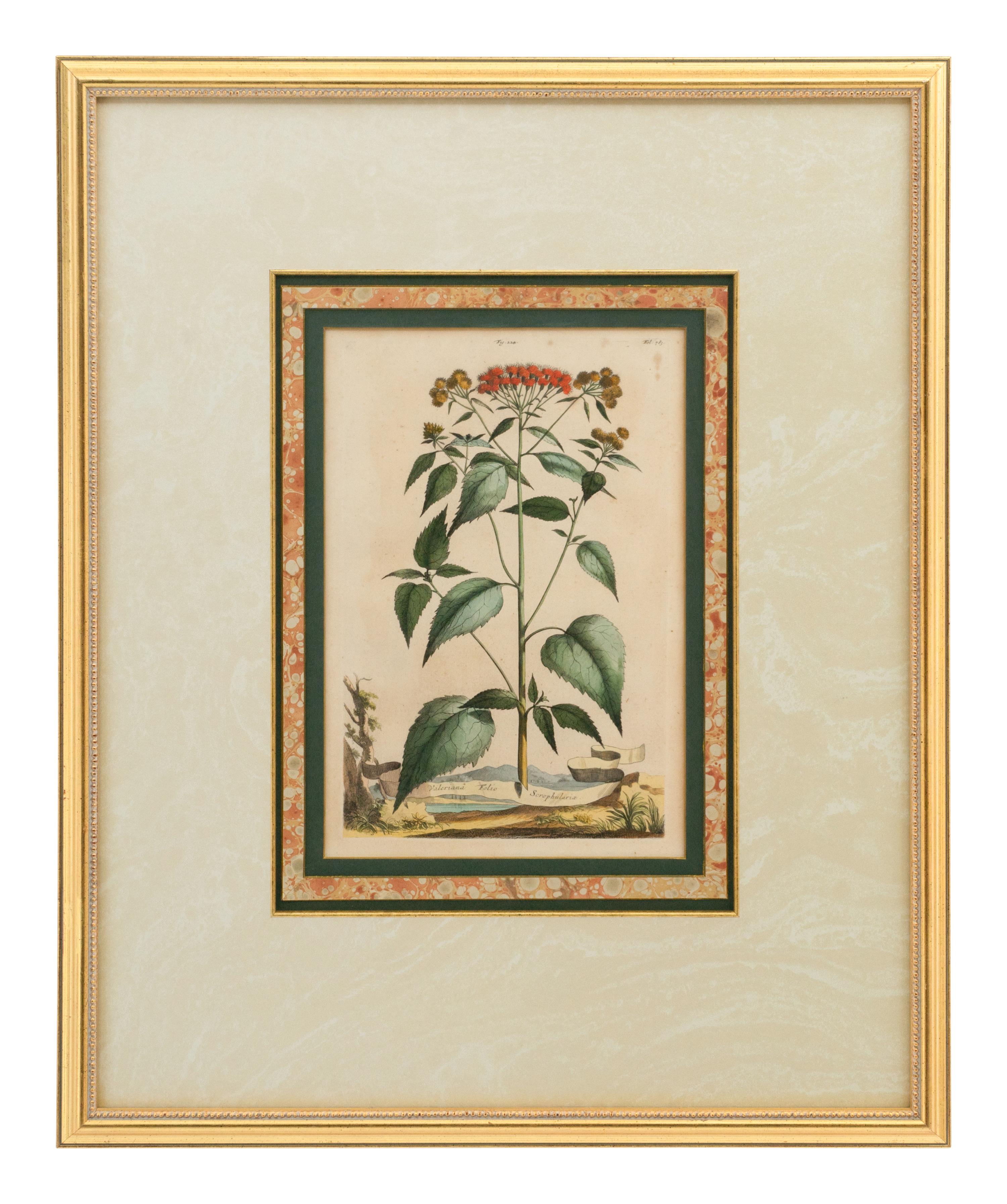 A Collection of Ten Abraham Munting Botanical Engravings from Naauwkeurige Beschryving Der Aardgewassen (1696)