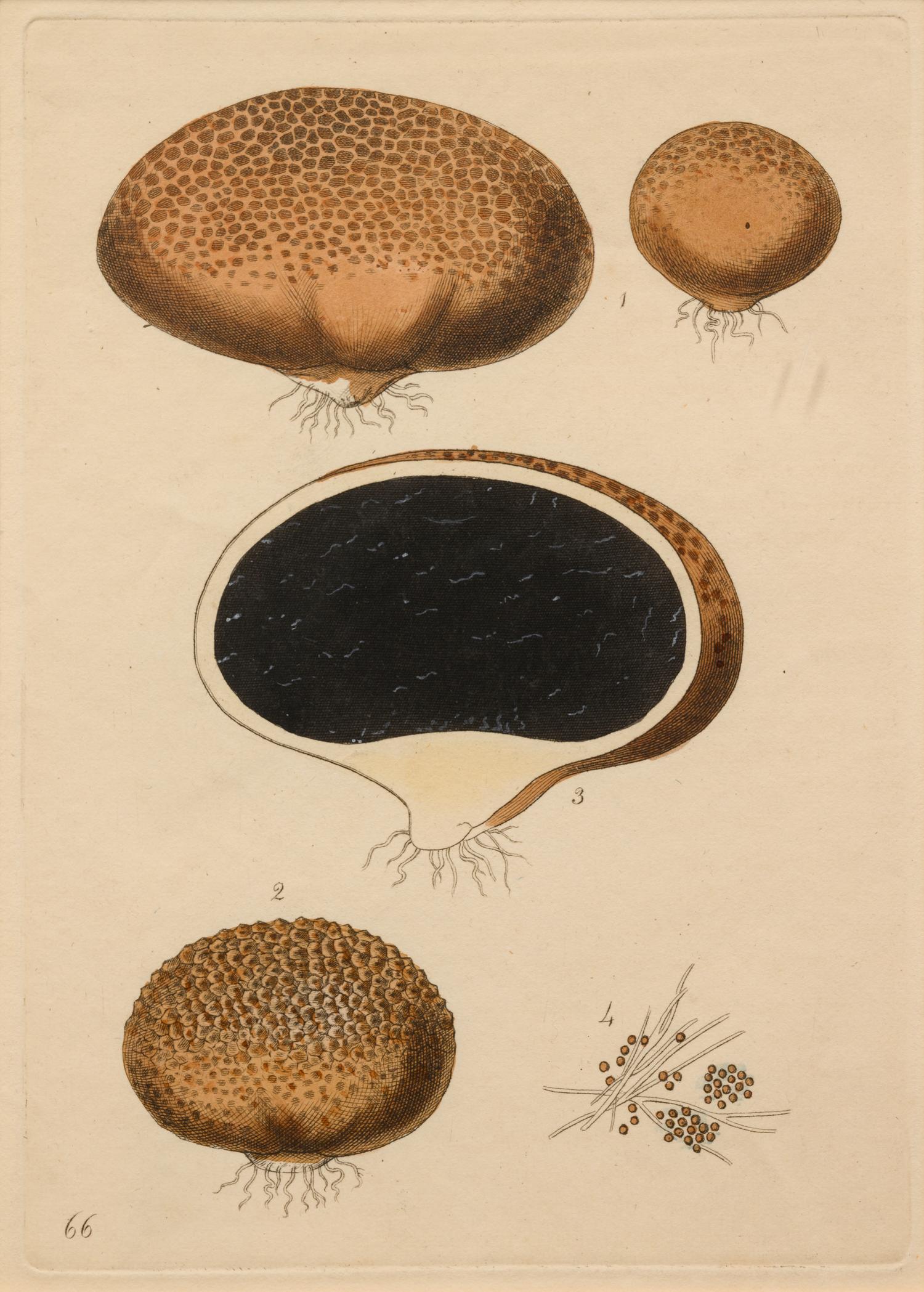 Five German Hand-Colored Engravings of Various Fungi (19th Century)