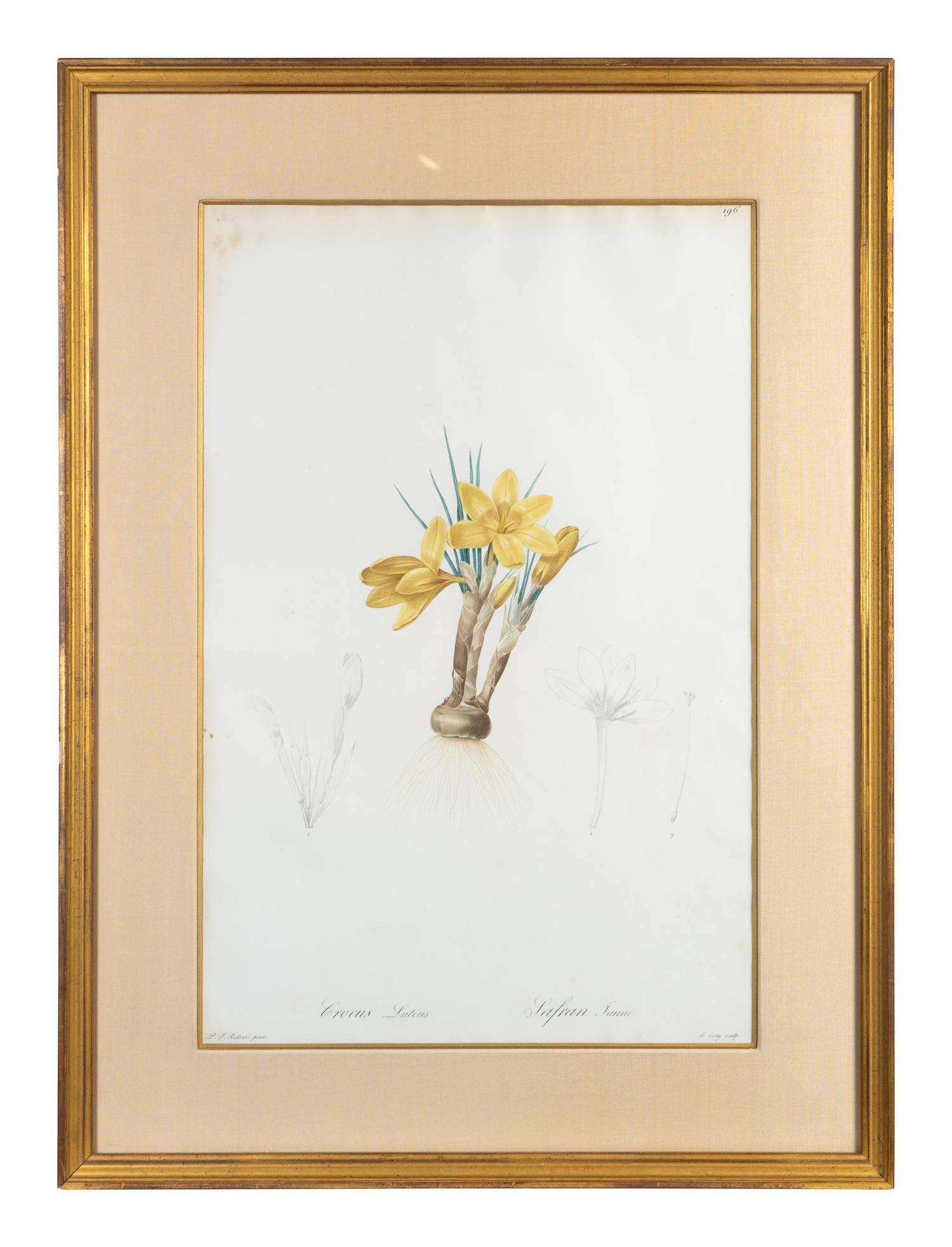 Six Colored Botanical Engravings