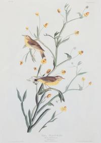 A Group of Six Audubon Color Prints 12 1/4 x 8 1/2 inches. — 20TH CENTURY
