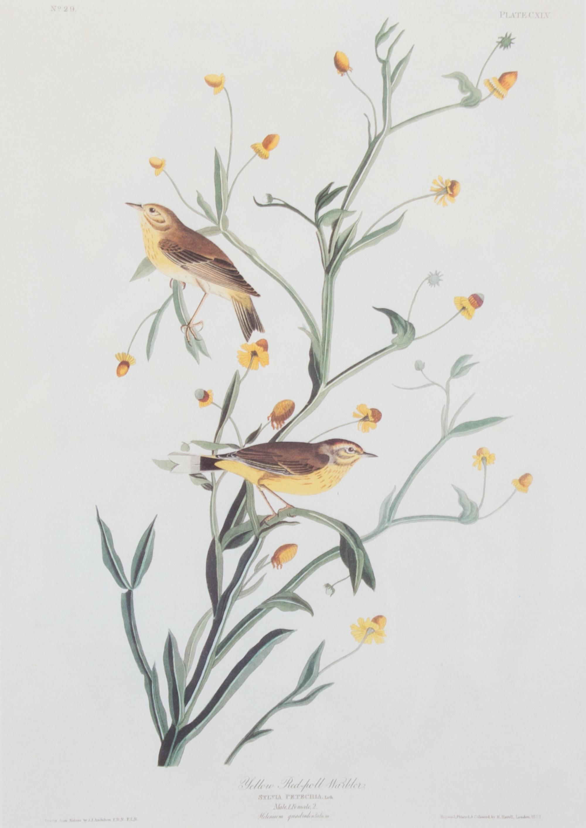 A Group of Six Audubon Color Prints 12 1/4 x 8 1/2 inches. — 20TH CENTURY