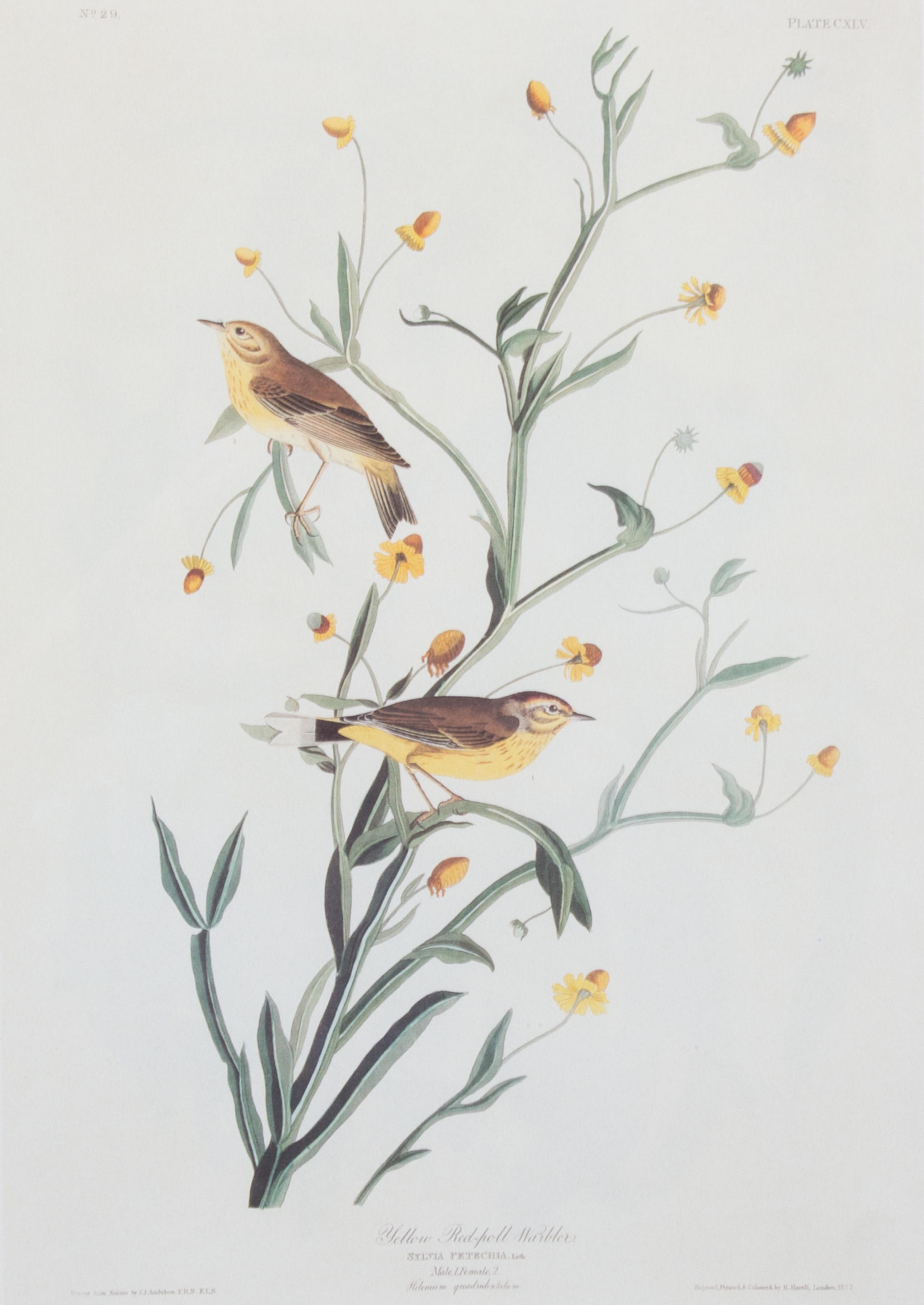 A Group of Six Audubon Color Prints 12 1/4 x 8 1/2 inches. — 20TH CENTURY