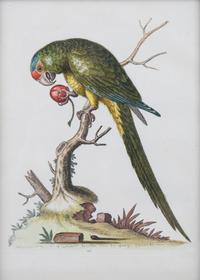 A Set of Eight Hand-Colored Engravings After George Edwards (British, 1694-1773) — LATE 19TH CENTURY