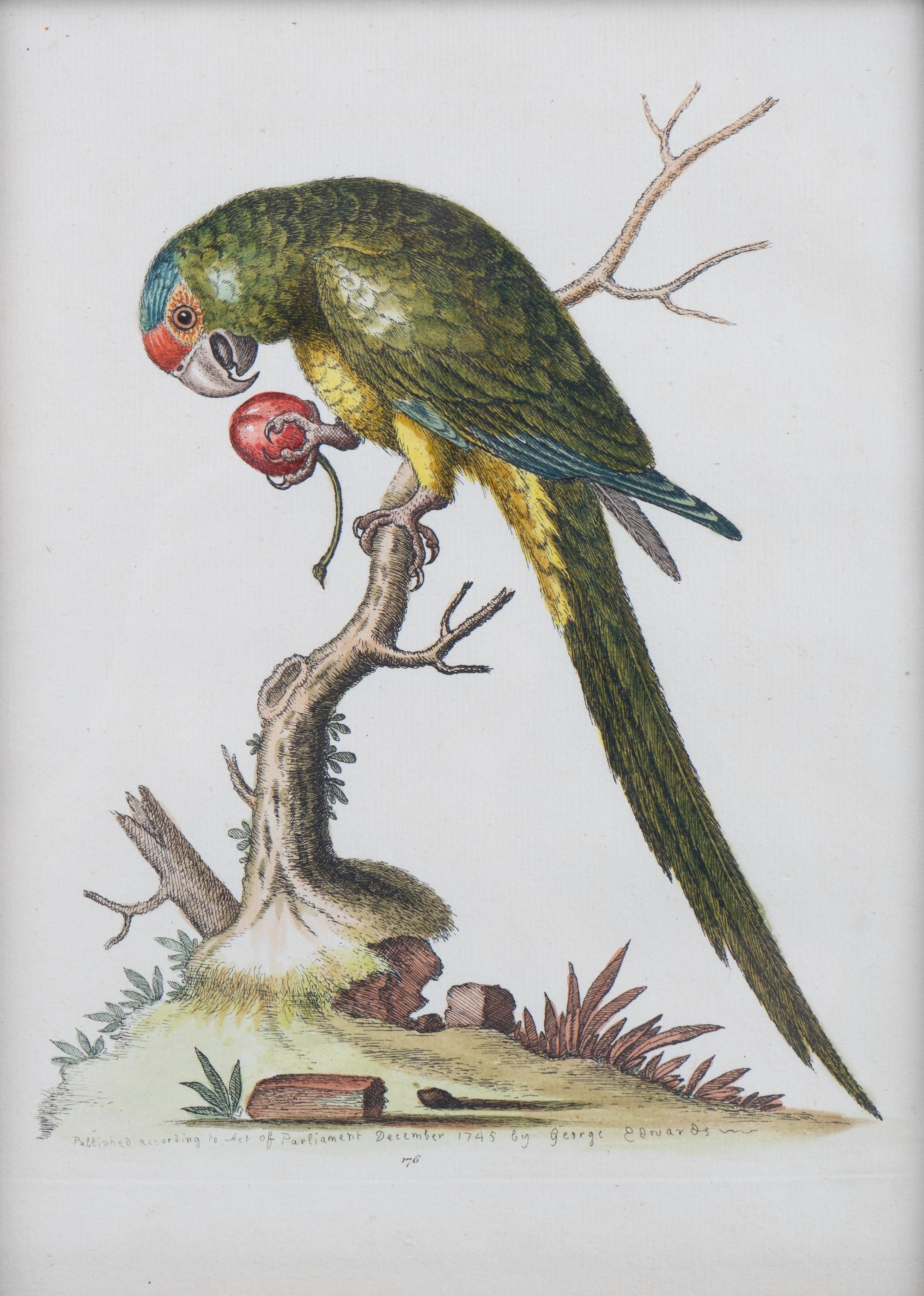 A Set of Eight Hand-Colored Engravings After George Edwards (British, 1694-1773) — LATE 19TH CENTURY