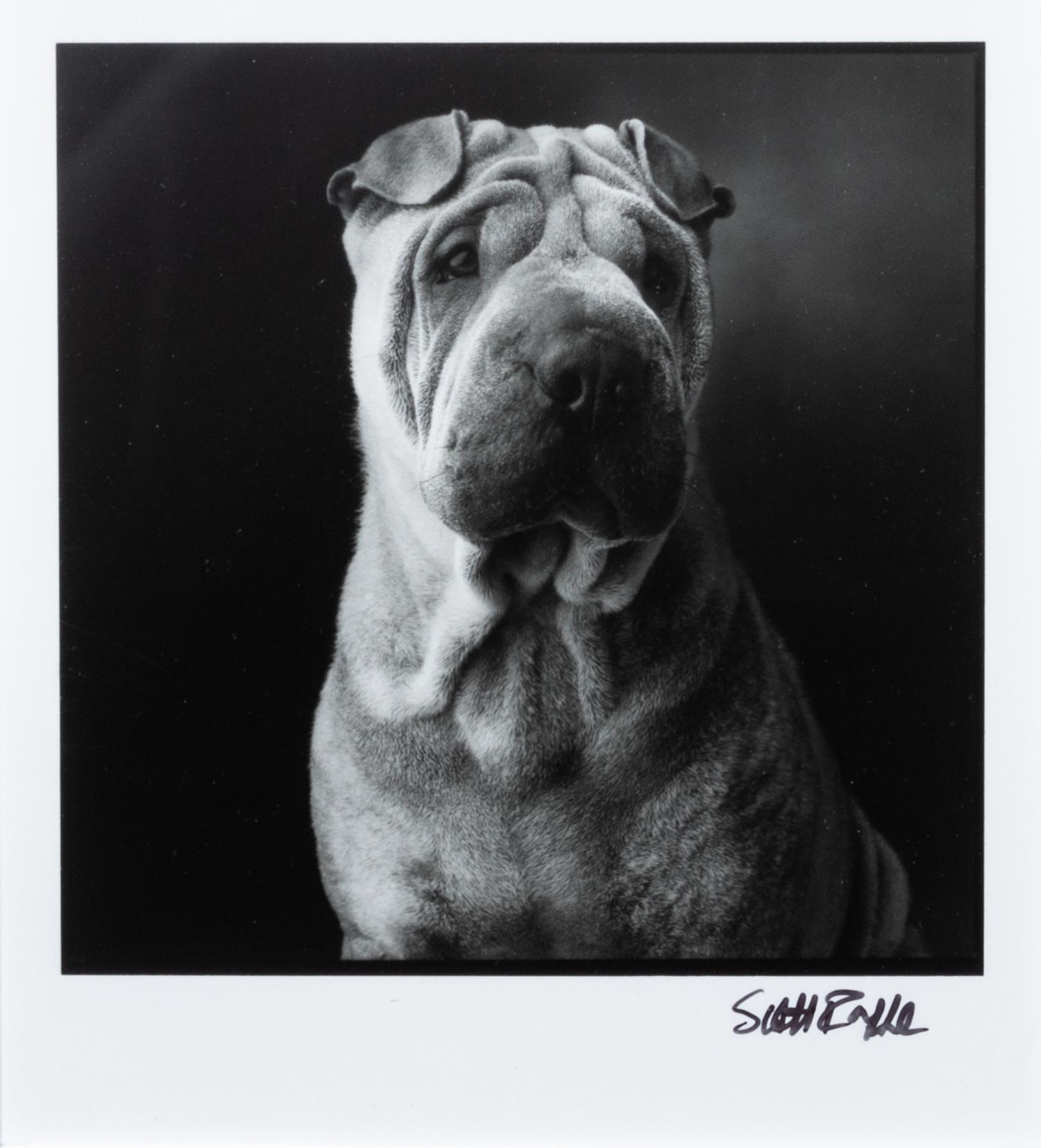 A Photograph of a Chinese Shar Pei 4 3/4 x 4 1/4 inches. — Scott Raffe