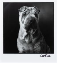 A Photograph of a Chinese Shar Pei 4 3/4 x 4 1/4 inches. — Scott Raffe