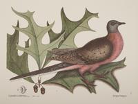 Two Ornithological Prints