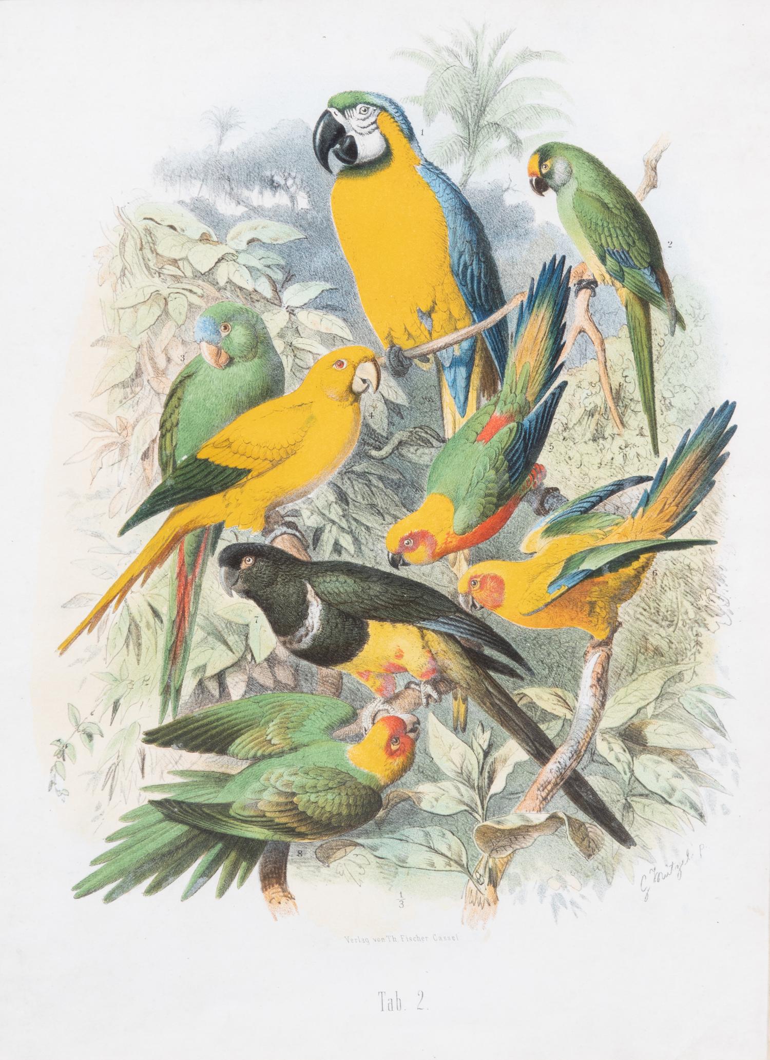Parrots of the World by Gustav Mutzel (1878-83)