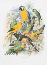 Parrots of the World by Gustav Mutzel (1878-83)