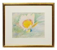Waterlily