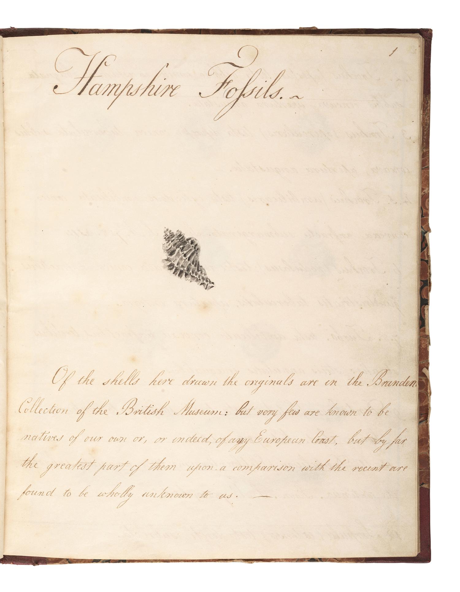 [MARITIME SHELLS & FOSSILS MANUSCRIPT]. Malet, S. "Hampshire Fossils." -- "French Fossils." [London, ca 19th century].