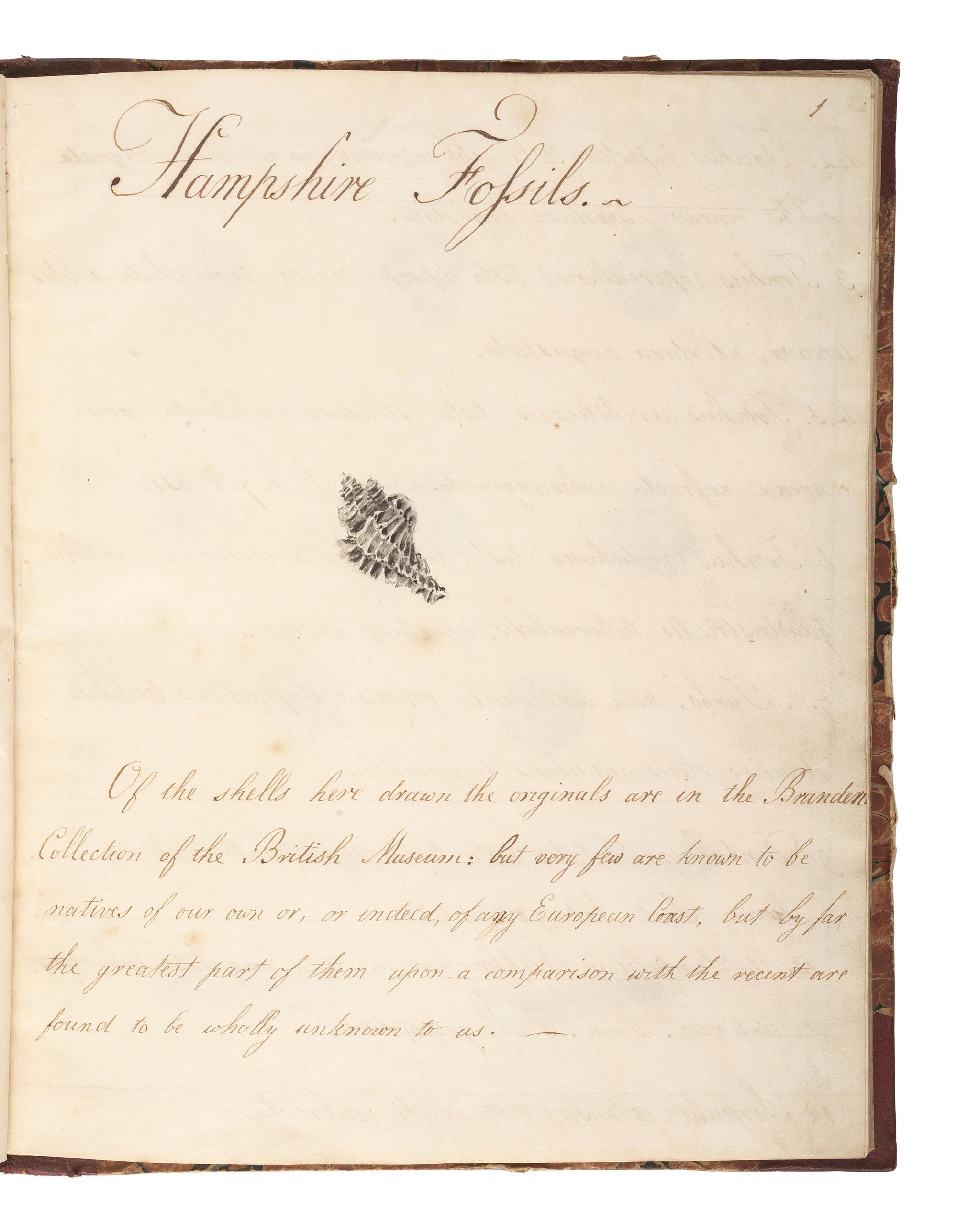 [MARITIME SHELLS & FOSSILS MANUSCRIPT]. Malet, S. "Hampshire Fossils." -- "French Fossils." [London, ca 19th century].