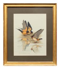 Group of Nine Works, American Bird Series, 1988