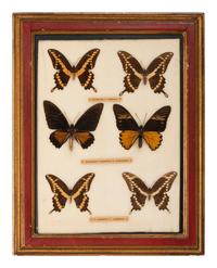 Four Framed Groups of Lepidopterological Specimens
