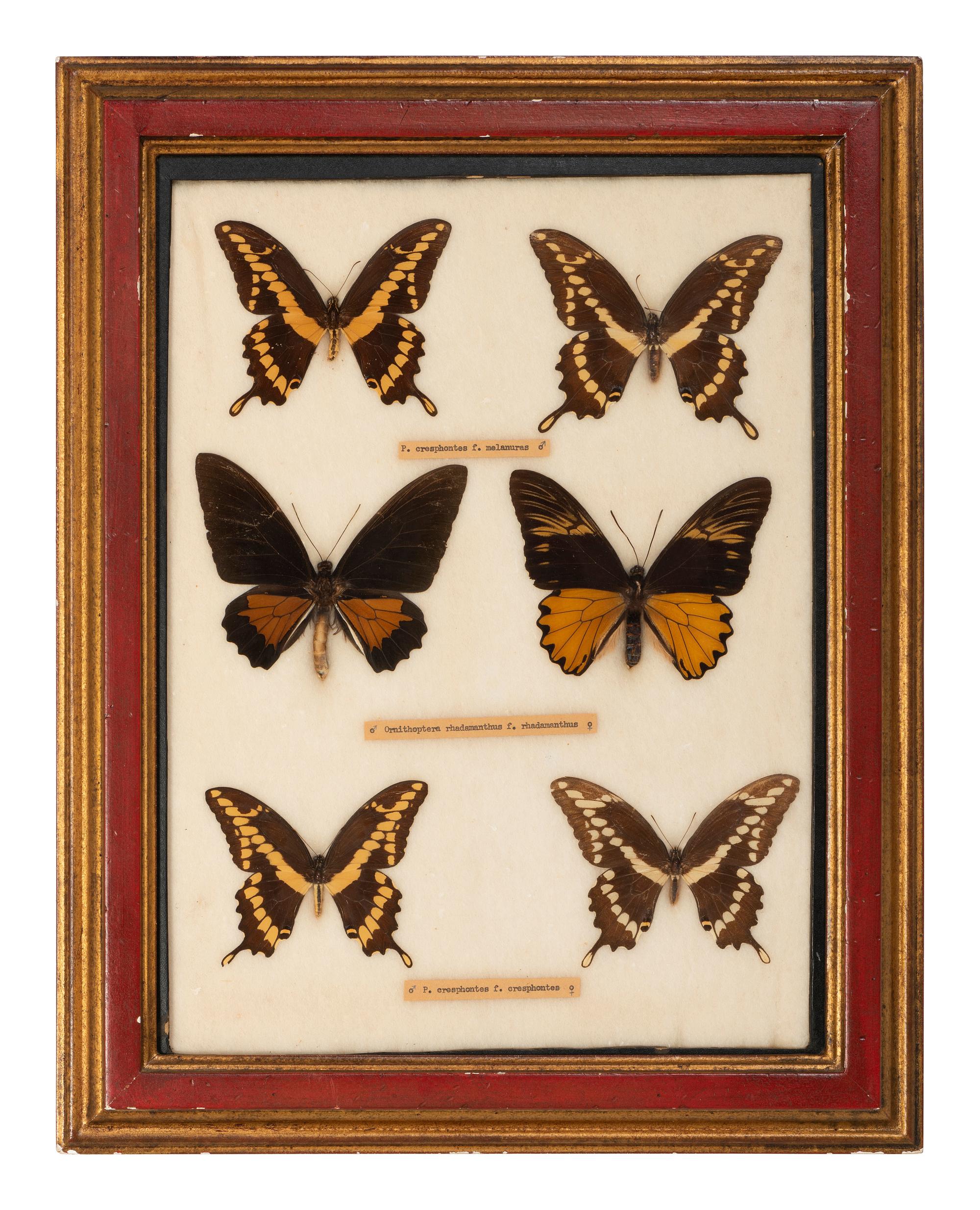 Four Framed Groups of Lepidopterological Specimens